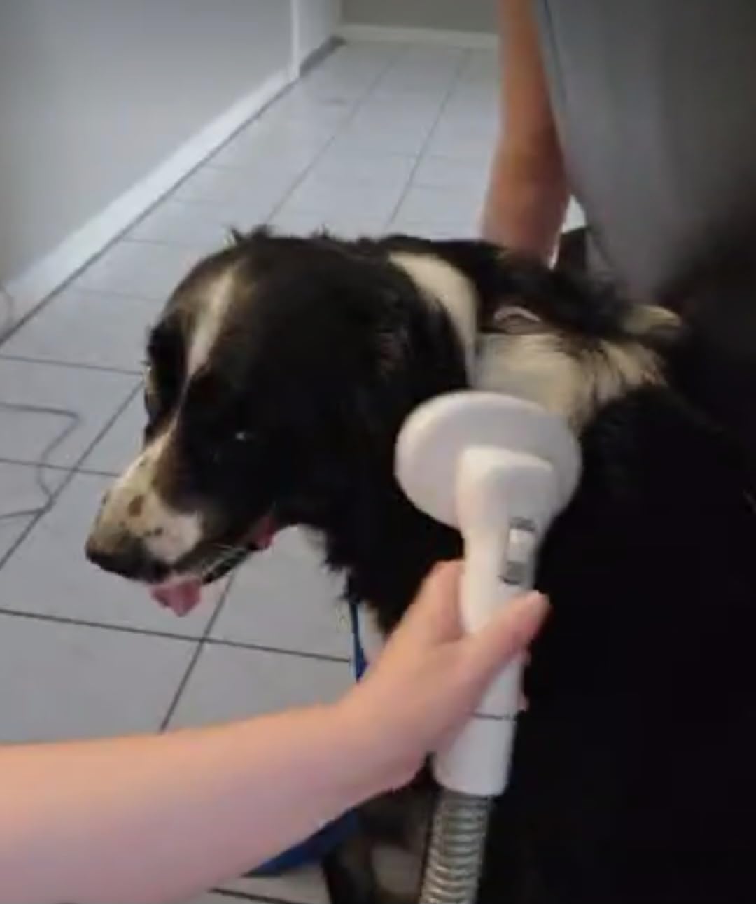 Dog Grooming Vacuum, Dog Grooming Kit with Pet Clipper Nail Grinder, 6 Pet Grooming Tools (Tawny) customer photo 1