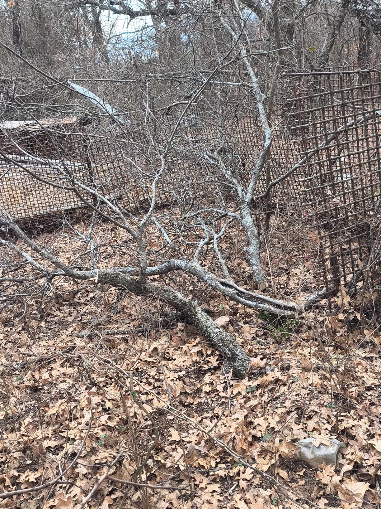Brushless Electric Chainsaw 12