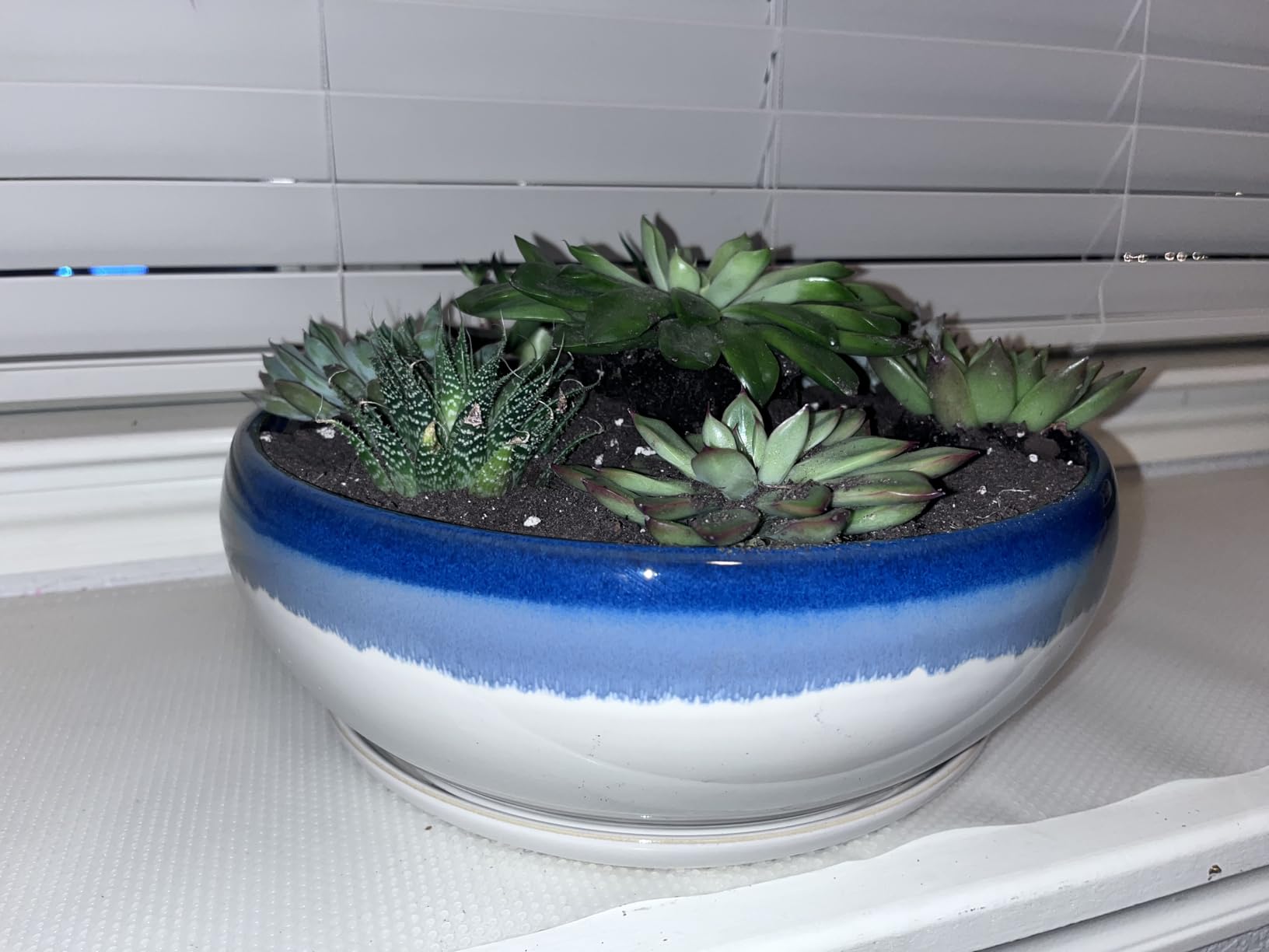 SQOWL Bonsai Tree Pots - 10 Inch Ceramic Succulent Pots, Round Shallow Planter with Drainage Hole and Tray, Bowl Planter for Indoor Outdoor Plants Flowers, Room Decor, Garden Gifts, Beige customer photo 2