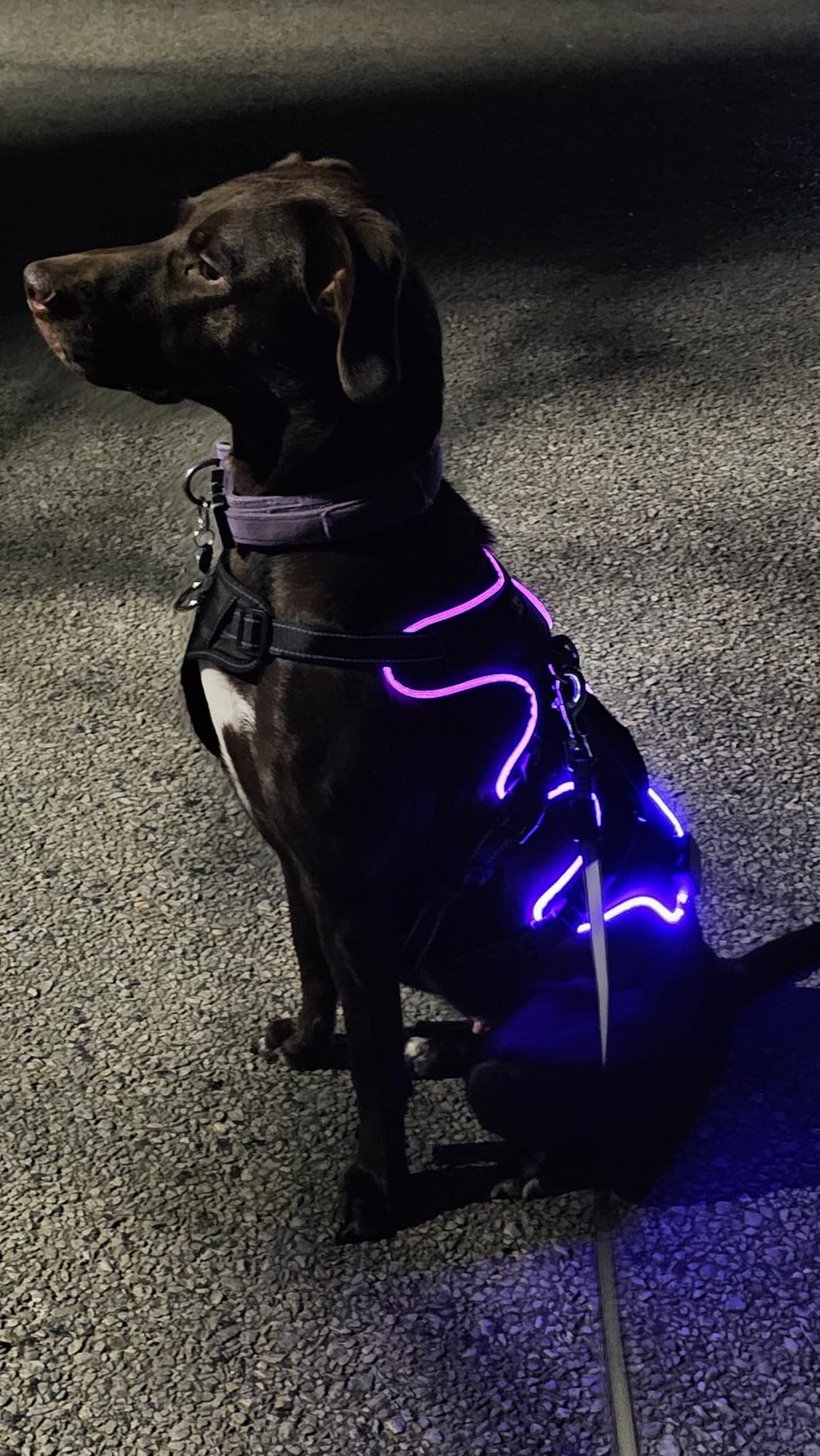 Light Up Dog Harness LED Dog Vest - USB-C Rechargeable RGB 9-LED, Slow/Fast Rainbow Modes, Reflective No-Pull Harness with Dual D-Rings & Handle for Small to XL Dogs (Black, L) customer photo 1