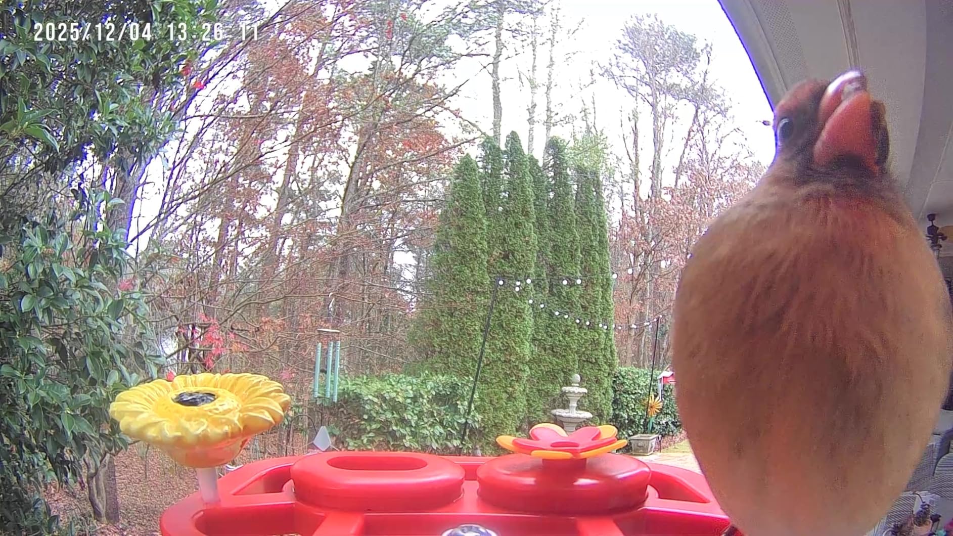 SV3C Bird Feeder with Camera, Smart Bird Feeder Camera with AI Identify BirdSpecies, Solar Powered, Instant Alerts, 2K HD Video, Various DIY Addons, 2.4G WiFi, Gift for Mom Dad and Birdlover (Red) customer photo 1