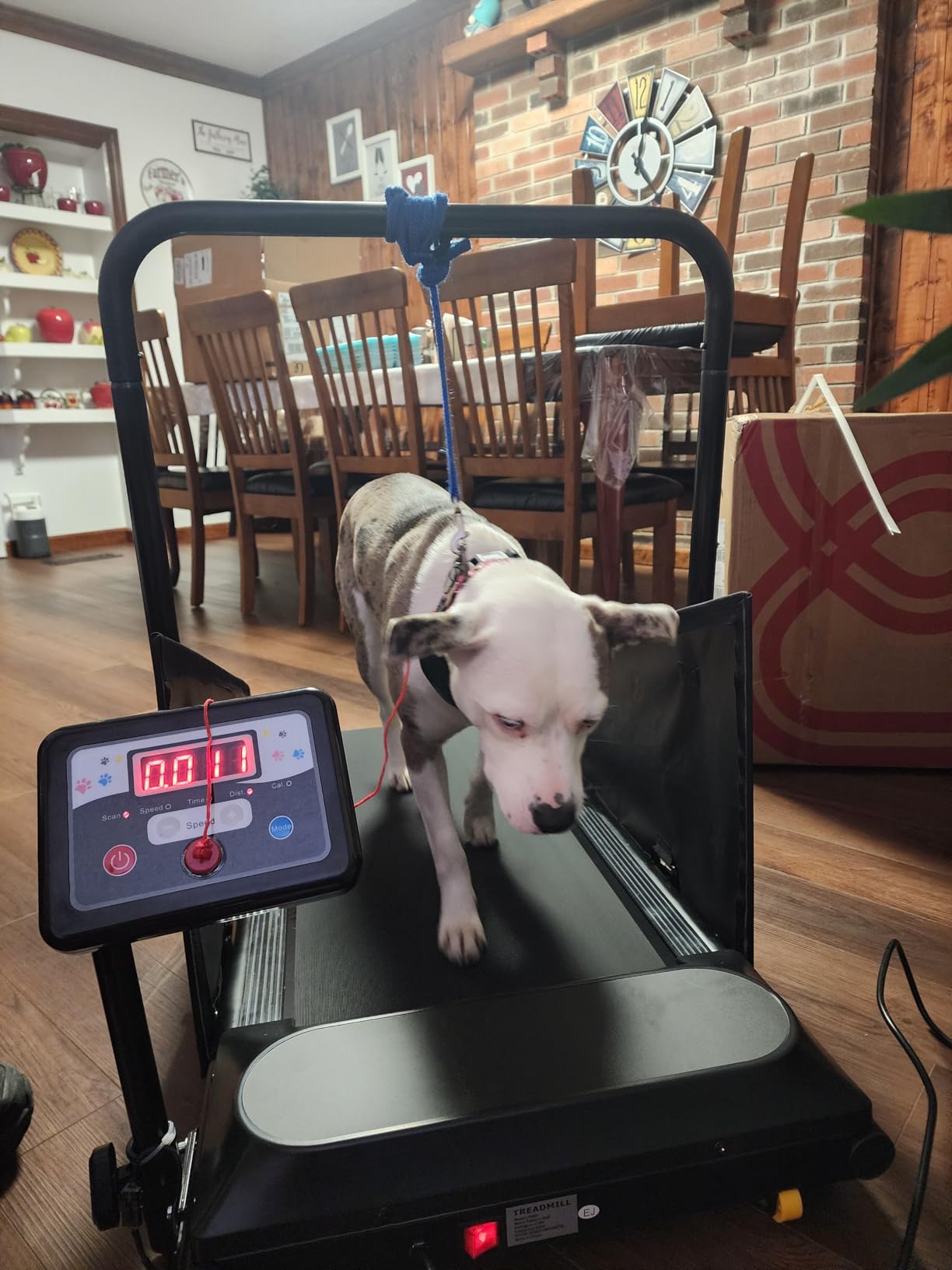 Petbobi Dog Treadmill for Small & Medium Dogs- Quiet Indoor Pet Exercise Machine with 360 Rotatable Display, Remote Control & Wheels, Heavy-Duty 265 lbs Capacity for Fitness & Weight Management customer photo 1