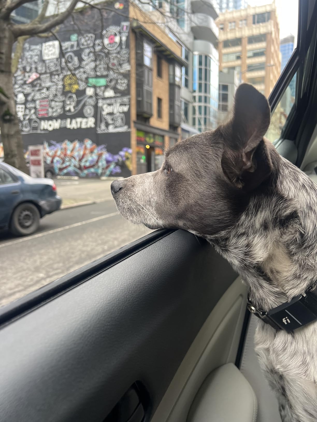 New Fi Series 3+ Smart Dog Tracker Collar [6 Month Membership Included] GPS Tracker for Dogs with Health & Behavior Monitoring, Escape Alerts, Waterproof, LED, Apple Watch Compatible (Blue, Large) customer photo 2