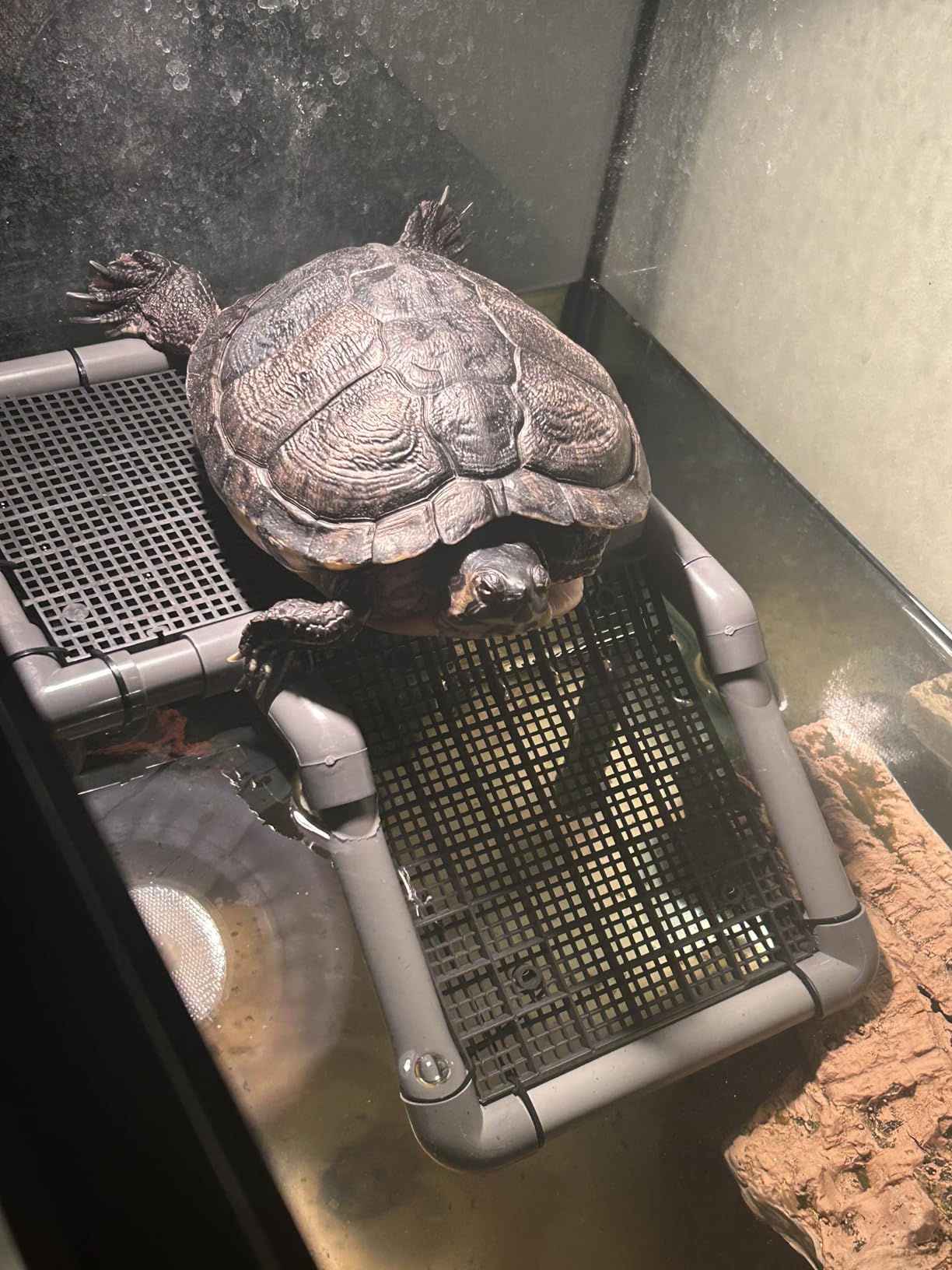 SKARUS Large Standing Turtle Basking Platform with Ramp (6.49