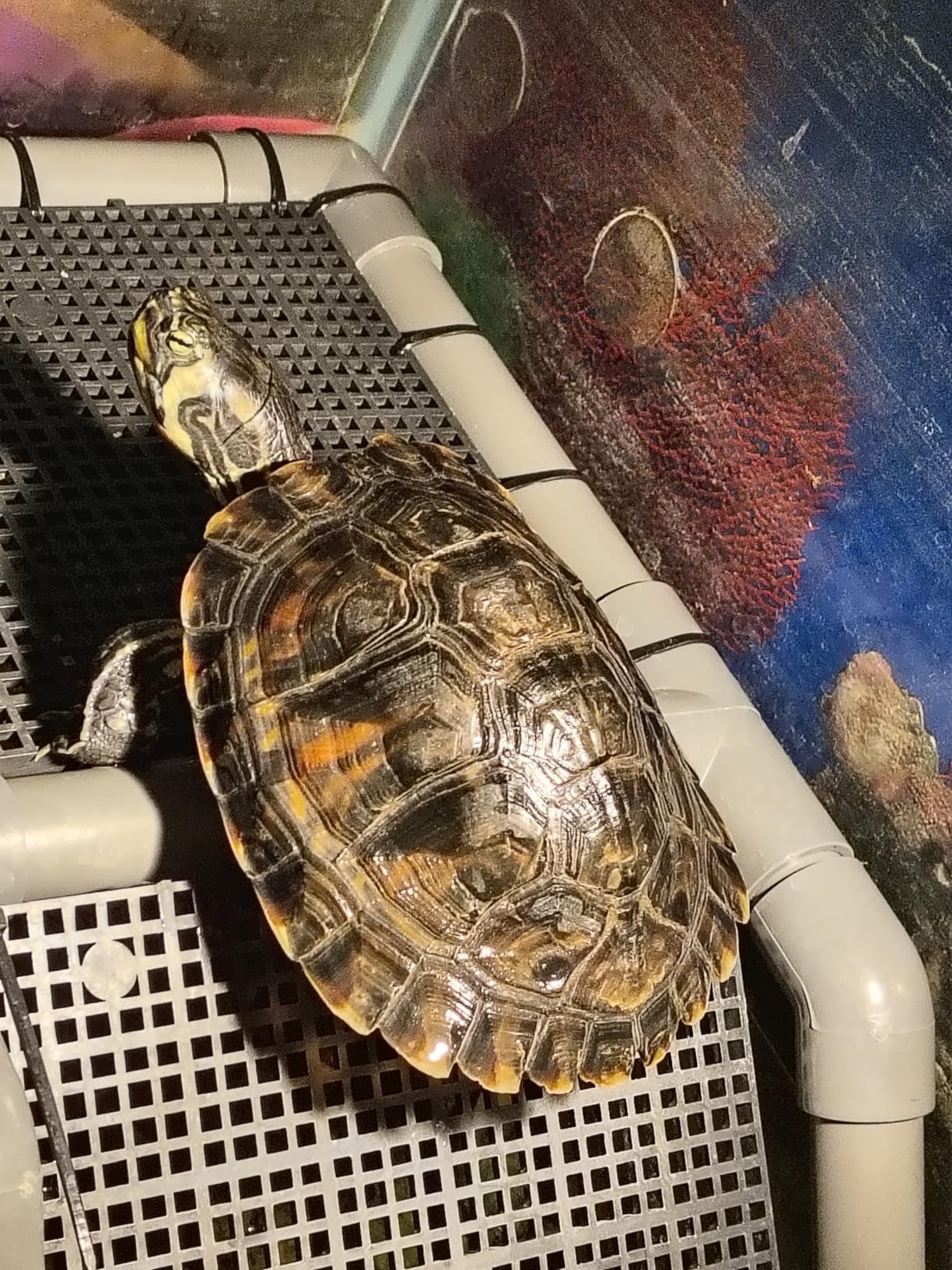 SKARUS Large Standing Turtle Basking Platform with Ramp (6.49