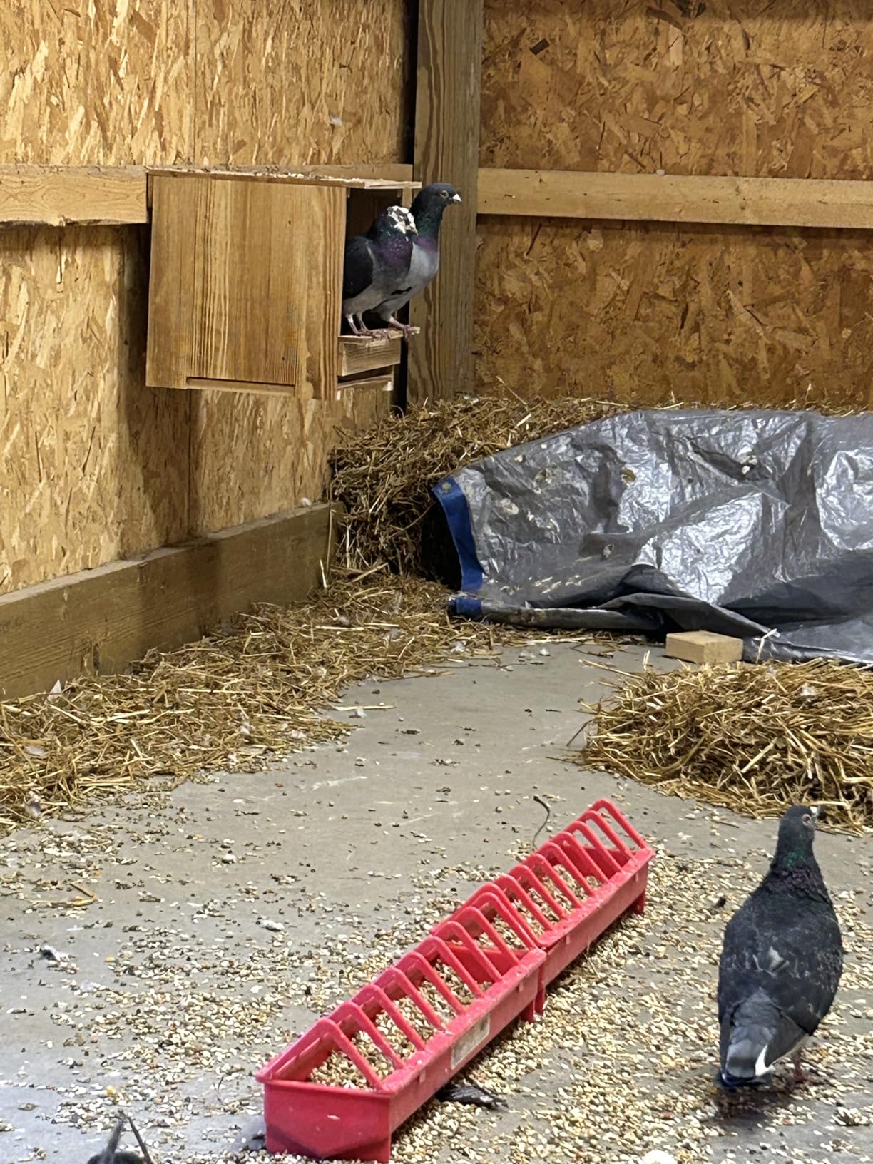 Nesting Boxes for Chickens 3 Compartments Chicken Nesting Boxes Wall Mount Nest Box for Chicken Coop Versatile Use Wood Nesting Boxes for Hens Easy to Assemble for Chickens, Hens, Ducks customer photo 1