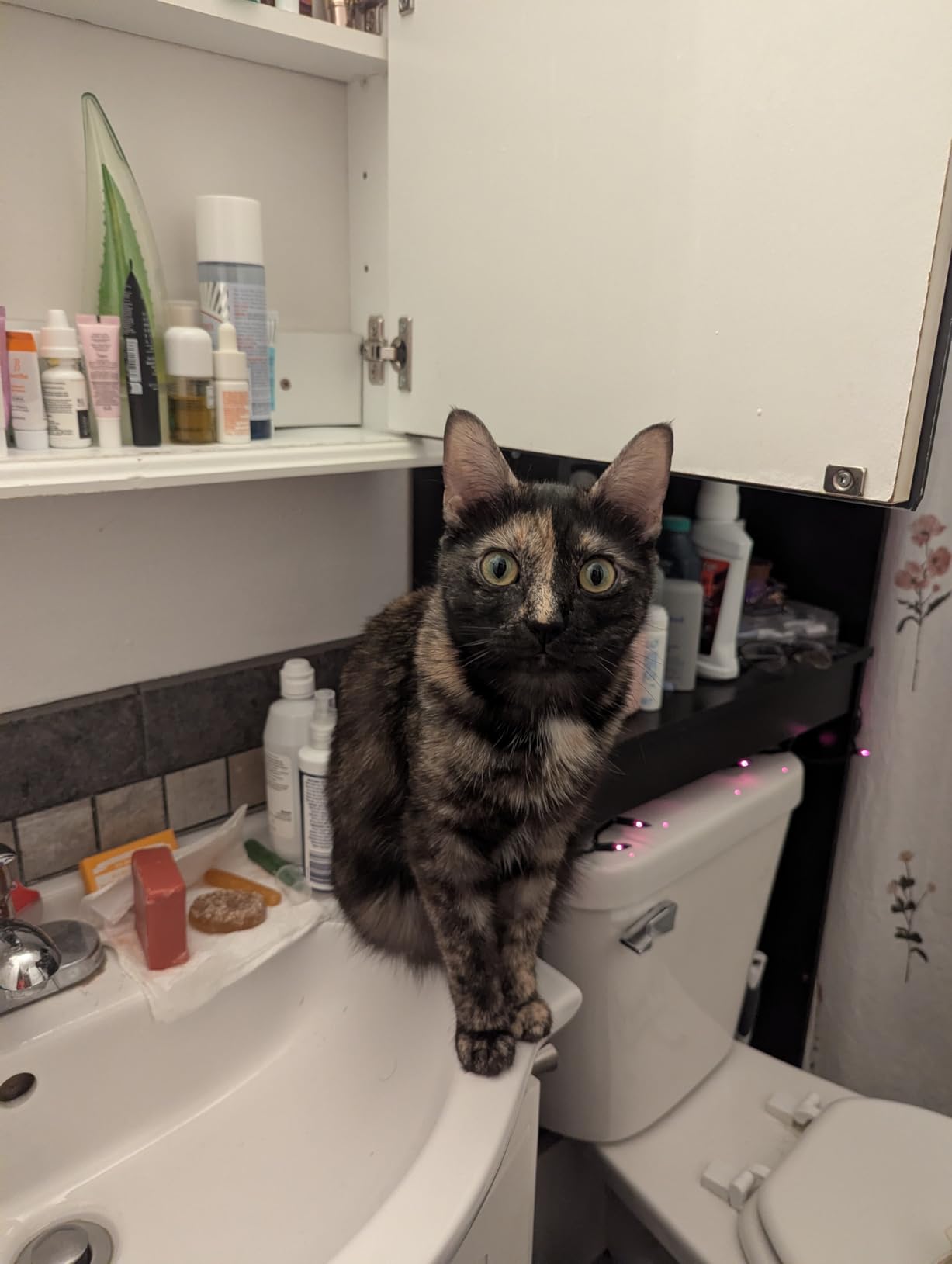 Dental Fresh Cat Water Additive, Tuna Flavor Dental Care - Easy Oral Care, Cleaner Teeth, Fresh Breath and Tartar Support for Cats customer photo 1