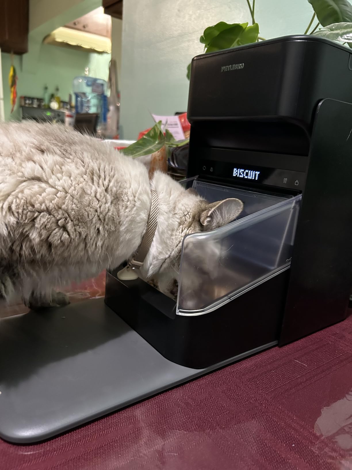 PETLIBRO RFID Cat Feeders for 2 Cats, Collar Sensor for Personalized Meals, Cats Recognition, Diet Tracking and Anti-Stealing for Multi-Pets Homes and Different Diets, Automatic Pet Feeder (Pack of 2) customer photo 2