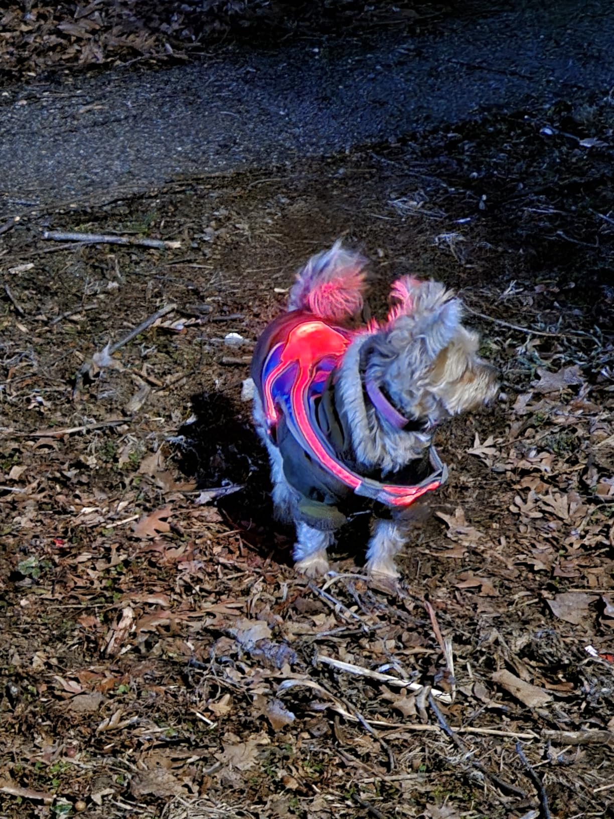 Light Up Dog Harness, Reflective Adjustable Dog Vest, No Pull Illuminated LED Harness for Dogs Night Walking Hiking Running, Waterproof,Lightweight(Large, Blue) customer photo 2