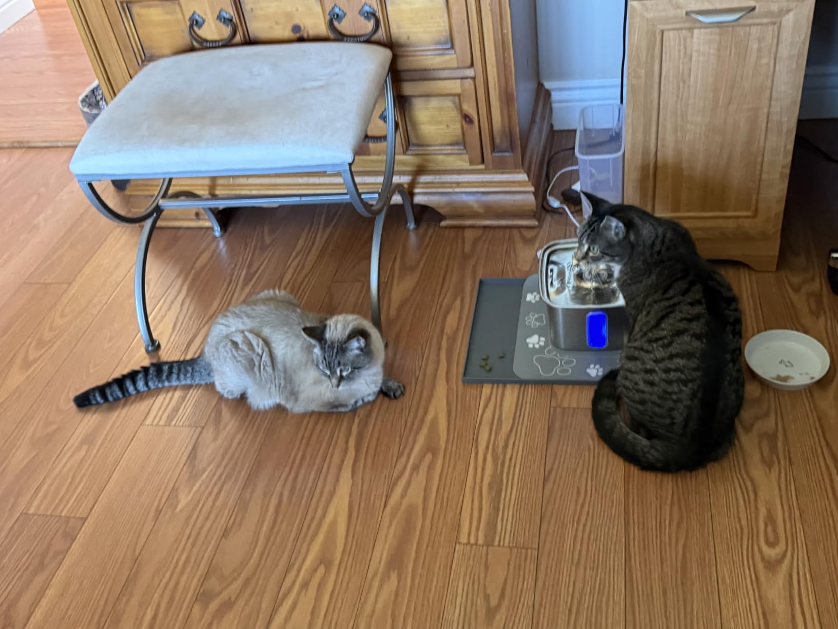 Veken Innovation Award Winner Stainless Steel Cat Water Fountain, 108oz/3.2L Automatic Pet Fountain Dog Water Dispenser with 3 Replacement Filters & Silicone Mat customer photo 1