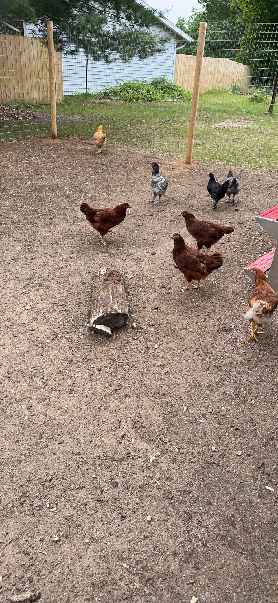 VEVOR Automatic Chicken Coop Door, Battery Powered Chicken Coop Door with Timer & Manual Setting, Anti-Pinch Security, Durable Aluminum Alloy, Chick Run Gate Opener with Waterproof Sealing, Orange customer photo 2