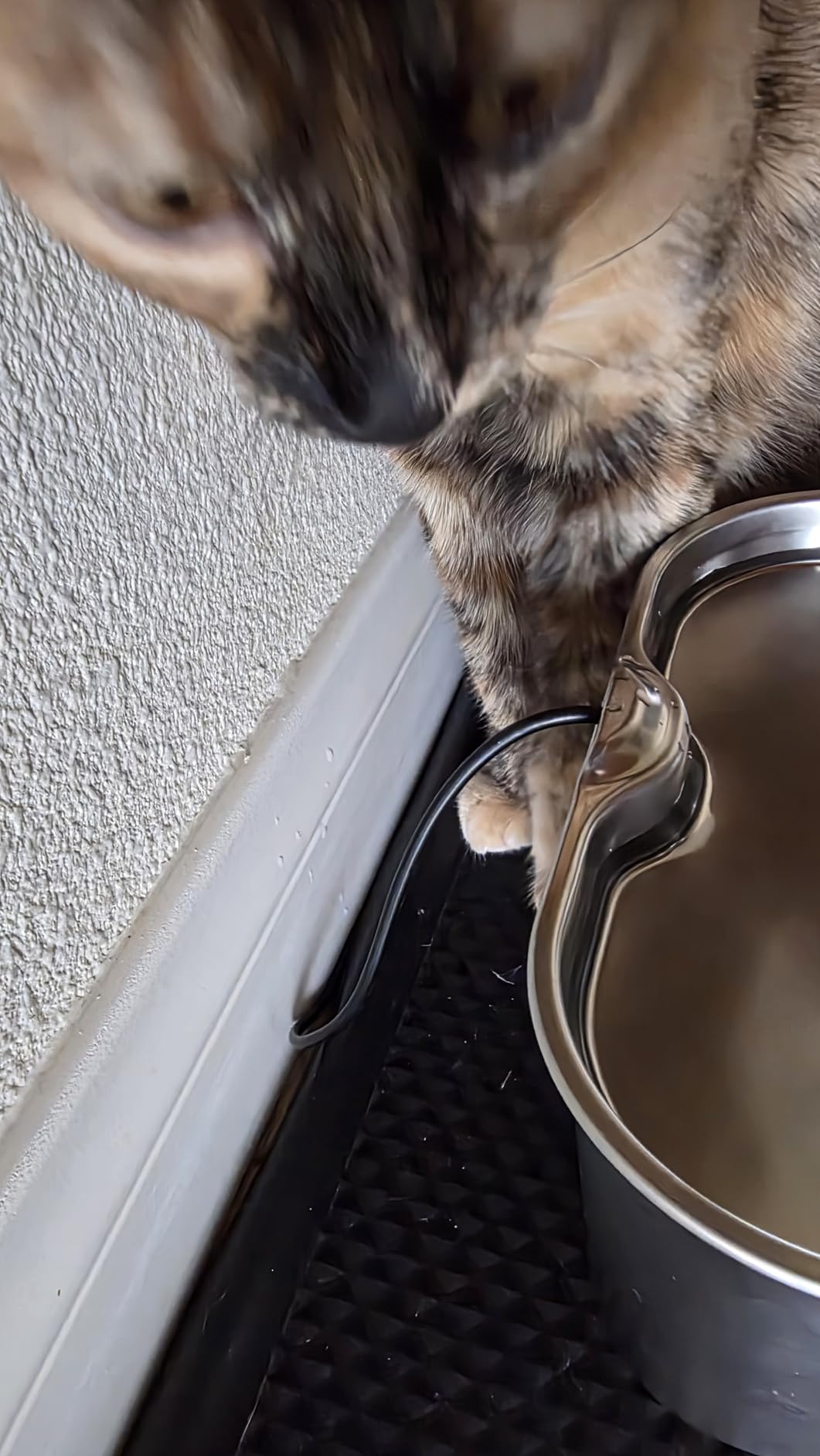 Stainless Steel Cat Water Fountain, 2.8L with 20dB Ultra-Quiet Pump- Ideal for Timid Pets, LED Water Level Window, Dishwasher Safe, 24/7 Circulation- Includes 6 Replacement Filters customer photo 1
