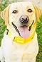 Bubbacare Citronella Dog Bark Collar, Citronella Bark Collar, Adjustable Spray Anti Barking Collars, Rechargeable Dog Barking Training Device with 2 Straps, Safe for Small Large Dogs Indoor Outdoor customer photo 1