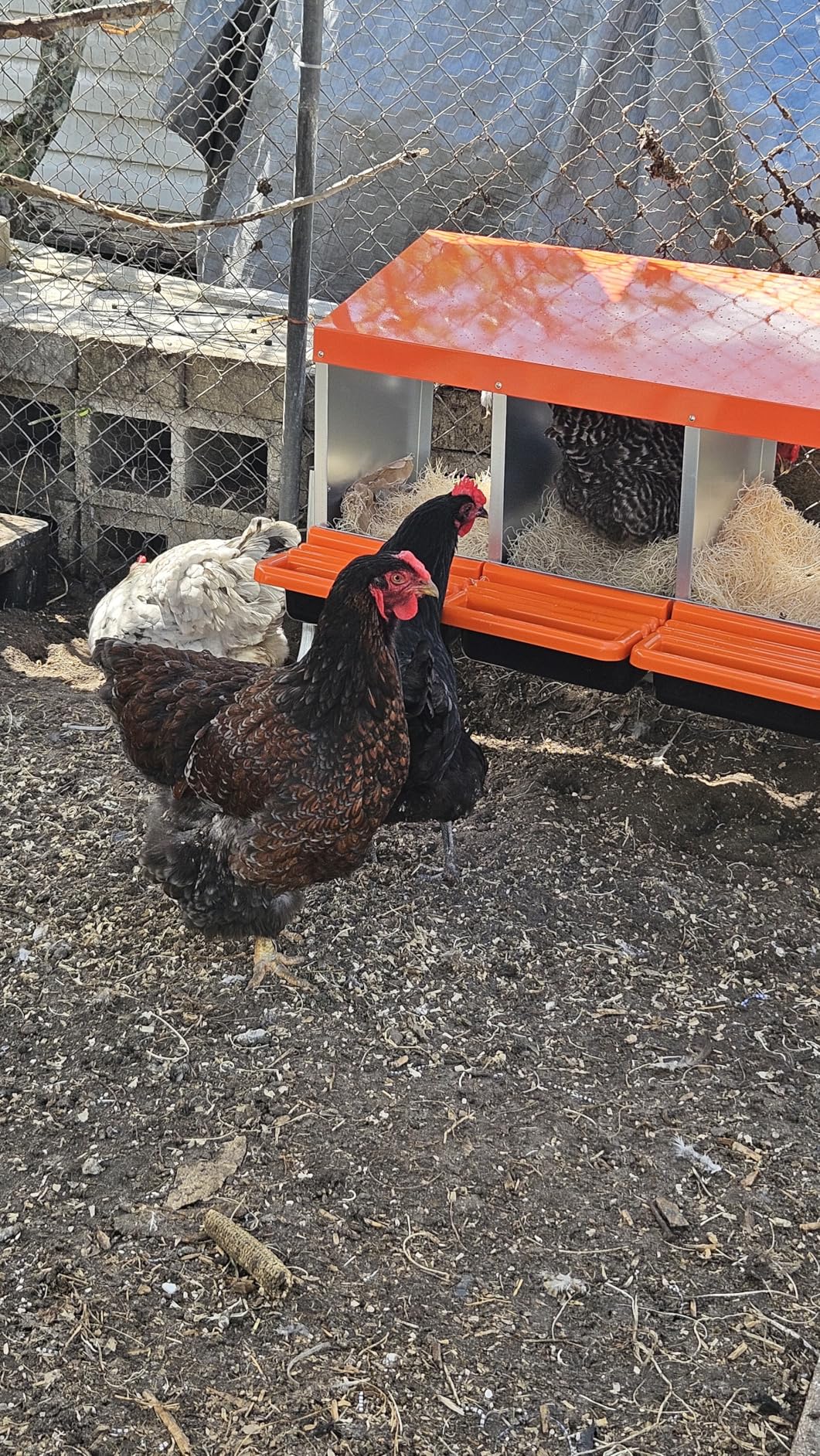 VEVOR Chicken Nesting Boxes, 6 Compartments, with Support Legs, Easy Egg Collection, Galvanized Steel and High-Strength Plastic, Roll Away Nesting Boxes for Chickens and Hens Laying Eggs, Orange customer photo 1