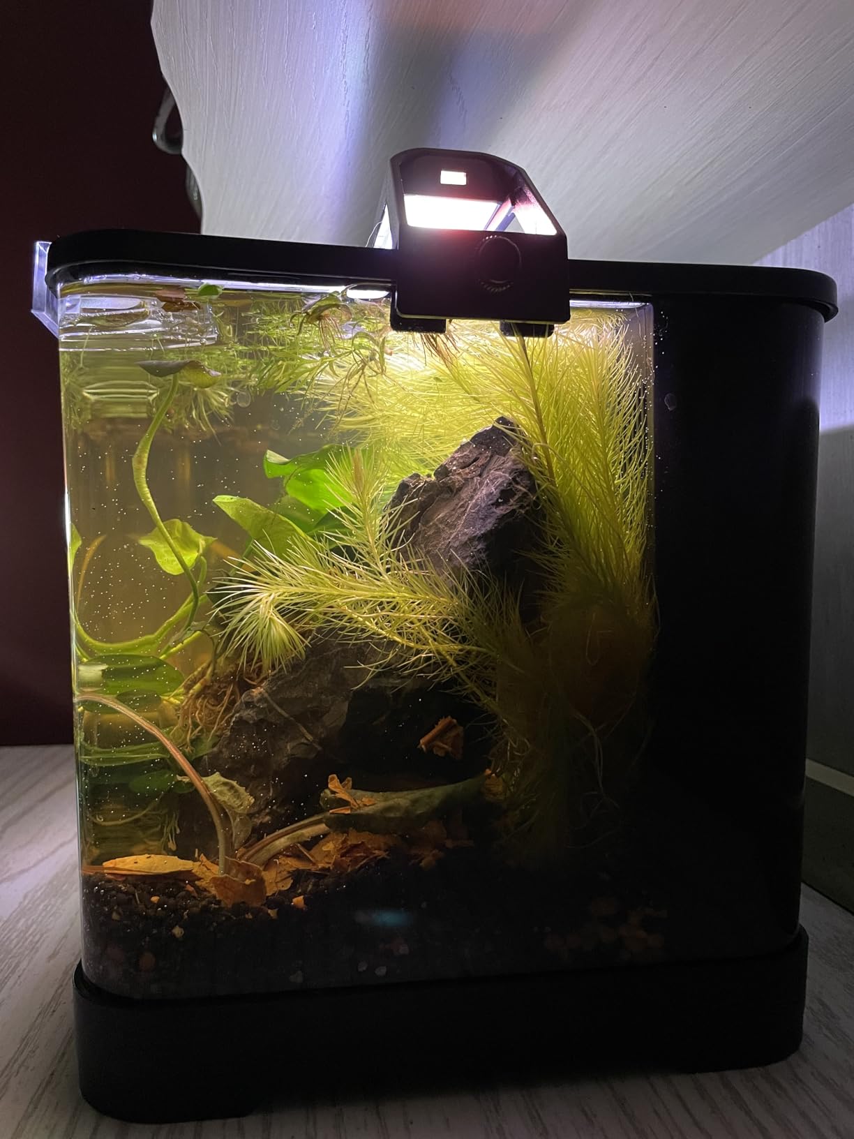 3.5 Gallon Aquarium Starter Kits, Betta Fish Tank with Heater, Digital Thermometer, Aquarium Light with Timer, Hidden Filtration System and Water Changer Kit, Self Cleaning Fish Tank for Nano Fish customer photo 1