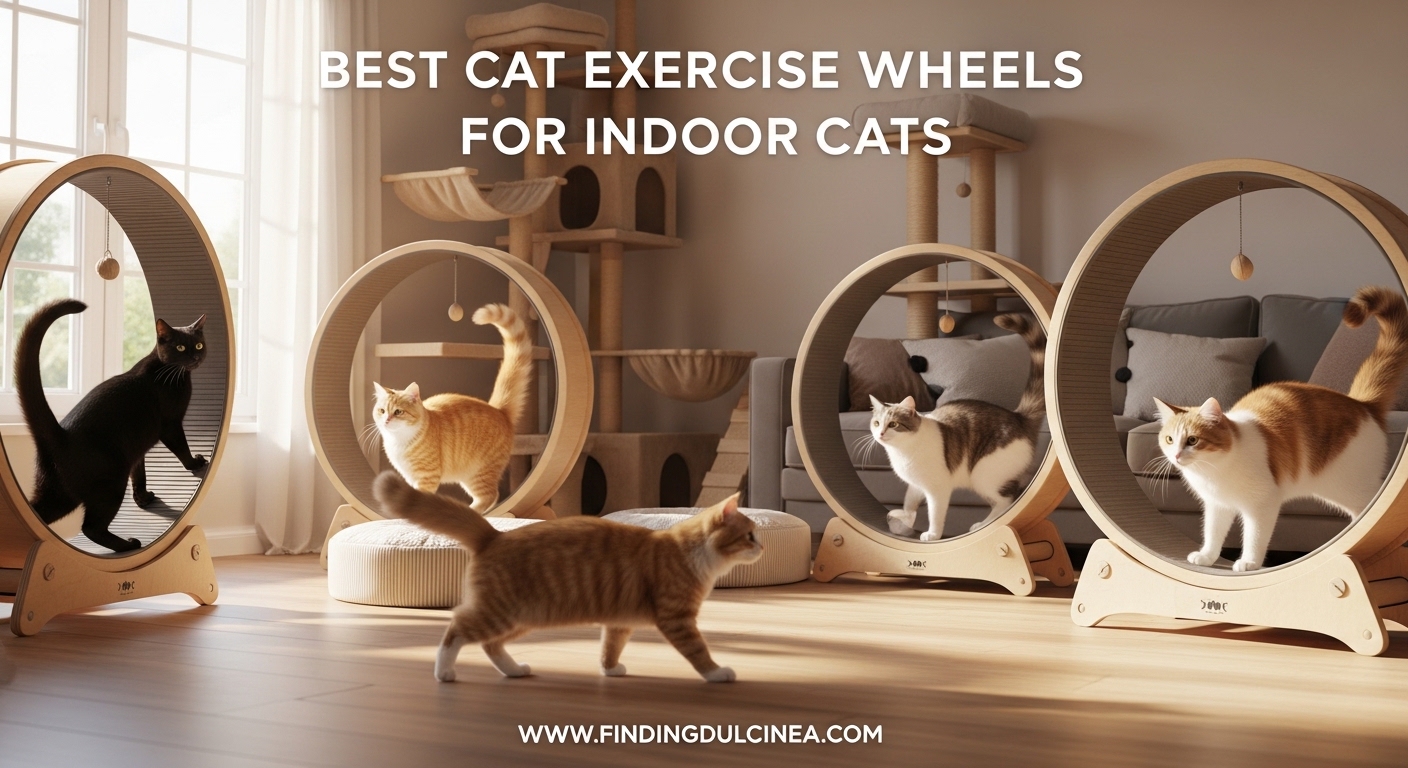 Best Cat Exercise Wheels for Indoor Cats