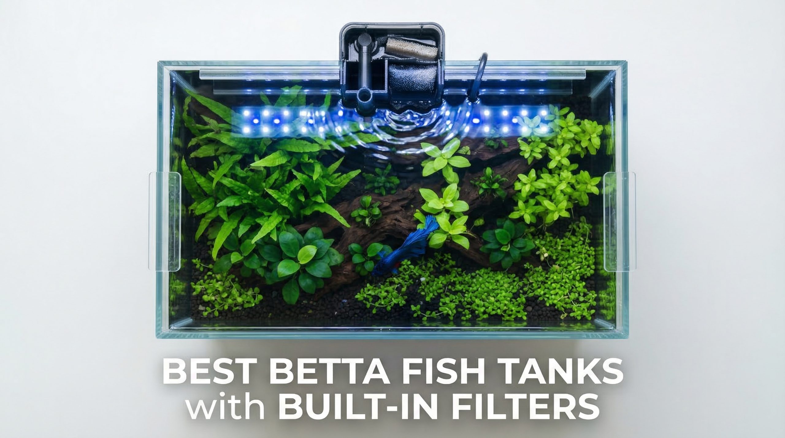Best Betta Fish Tanks with Built-In Filters