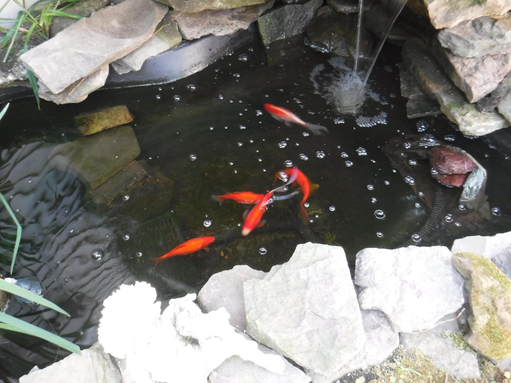 TetraPond Water Garden Pump, Powers Waterfalls/Filters/Fountain Heads customer photo 2