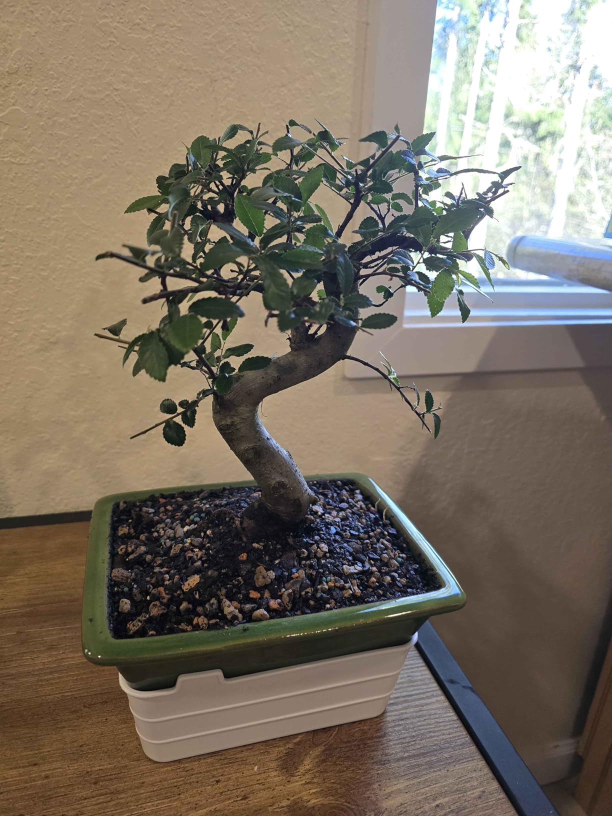 Brussel's Live Chinese Elm Outdoor Bonsai Tree - 15 Years Old; 14