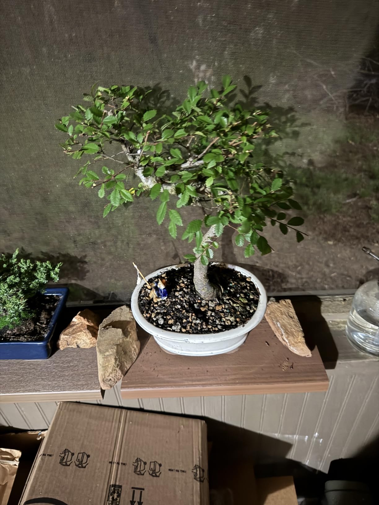 Brussel's Live Chinese Elm Outdoor Bonsai Tree - 15 Years Old; 14