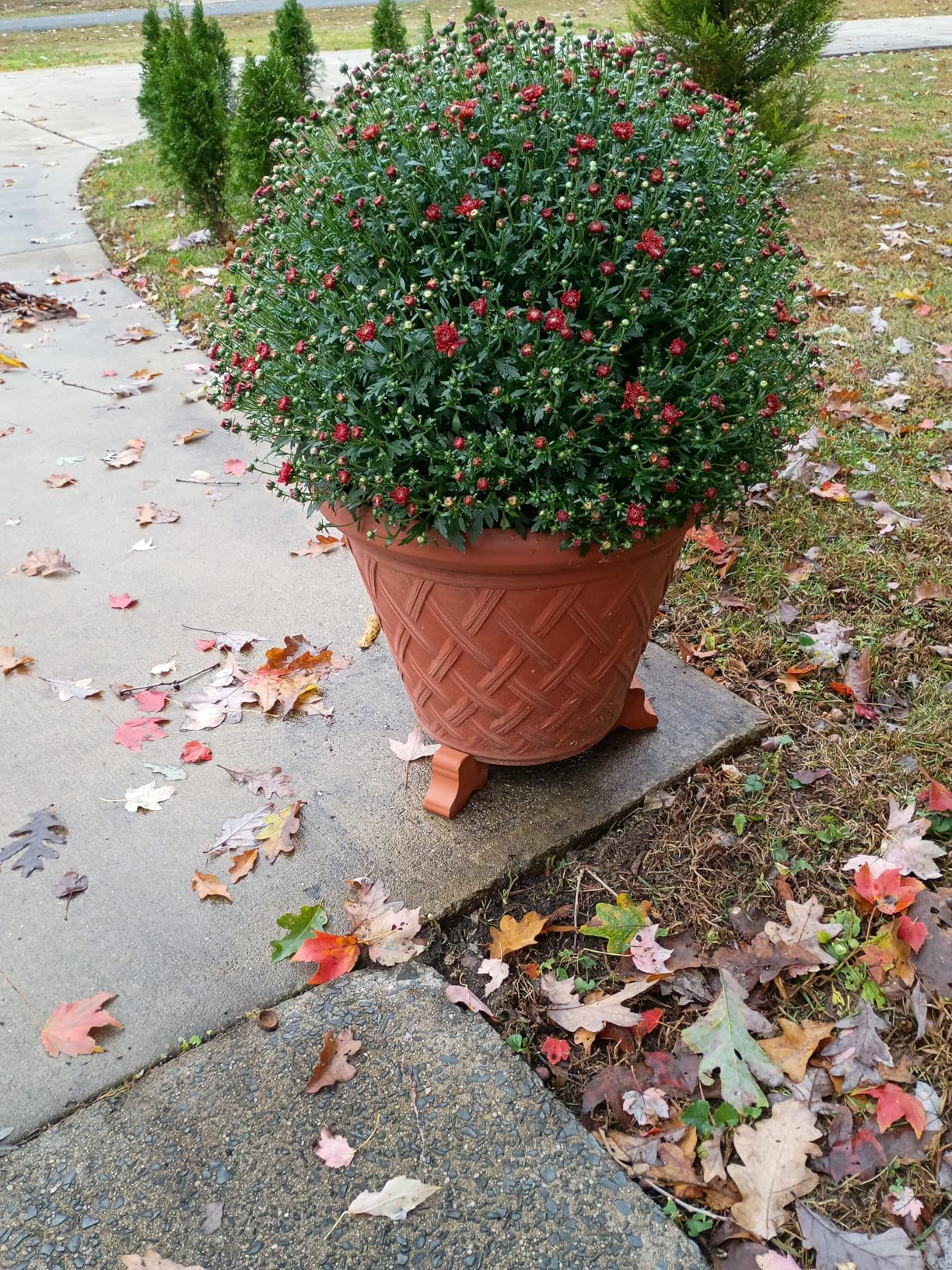 PSW Pot Collection Basket Weave Planter Pot for Indoor and Outdoor Plants and Gardens, 18-inch, Terra Cotta Color customer photo 2
