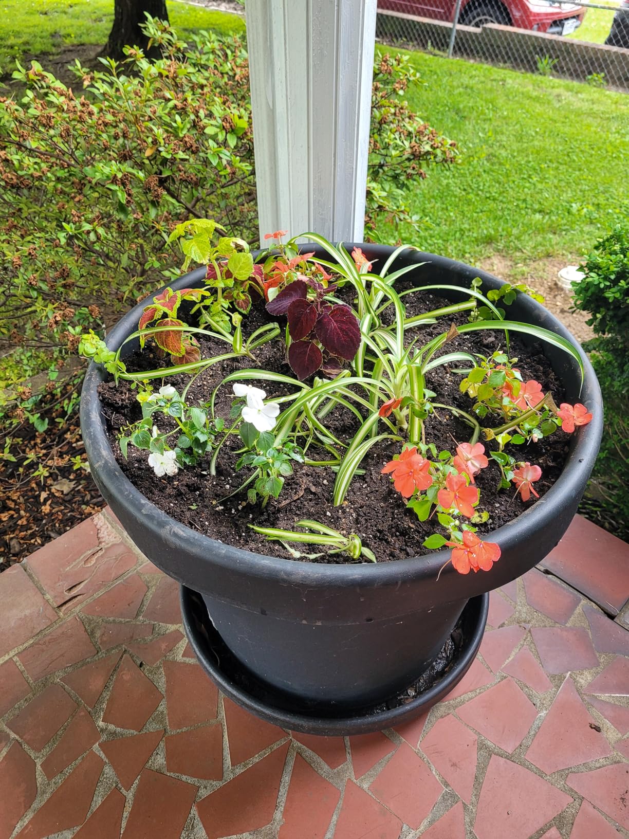 Bloem Terra Pot Planter: 20