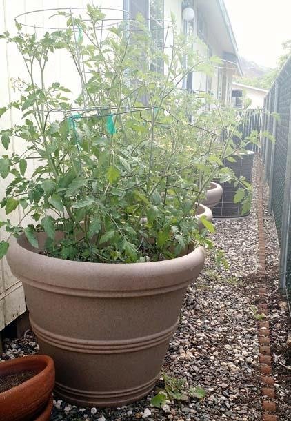 Tusco Products RR245TC Rolled Rim Garden Pot, 24.5-Inch, Terra Cotta Color customer photo 2