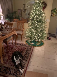 National Tree Company Pre-Lit 'Feel Real' Artificial Slim Christmas Tree, Green, Nordic Spruce, White Lights, Includes Stand, 7.5 feet customer photo 2