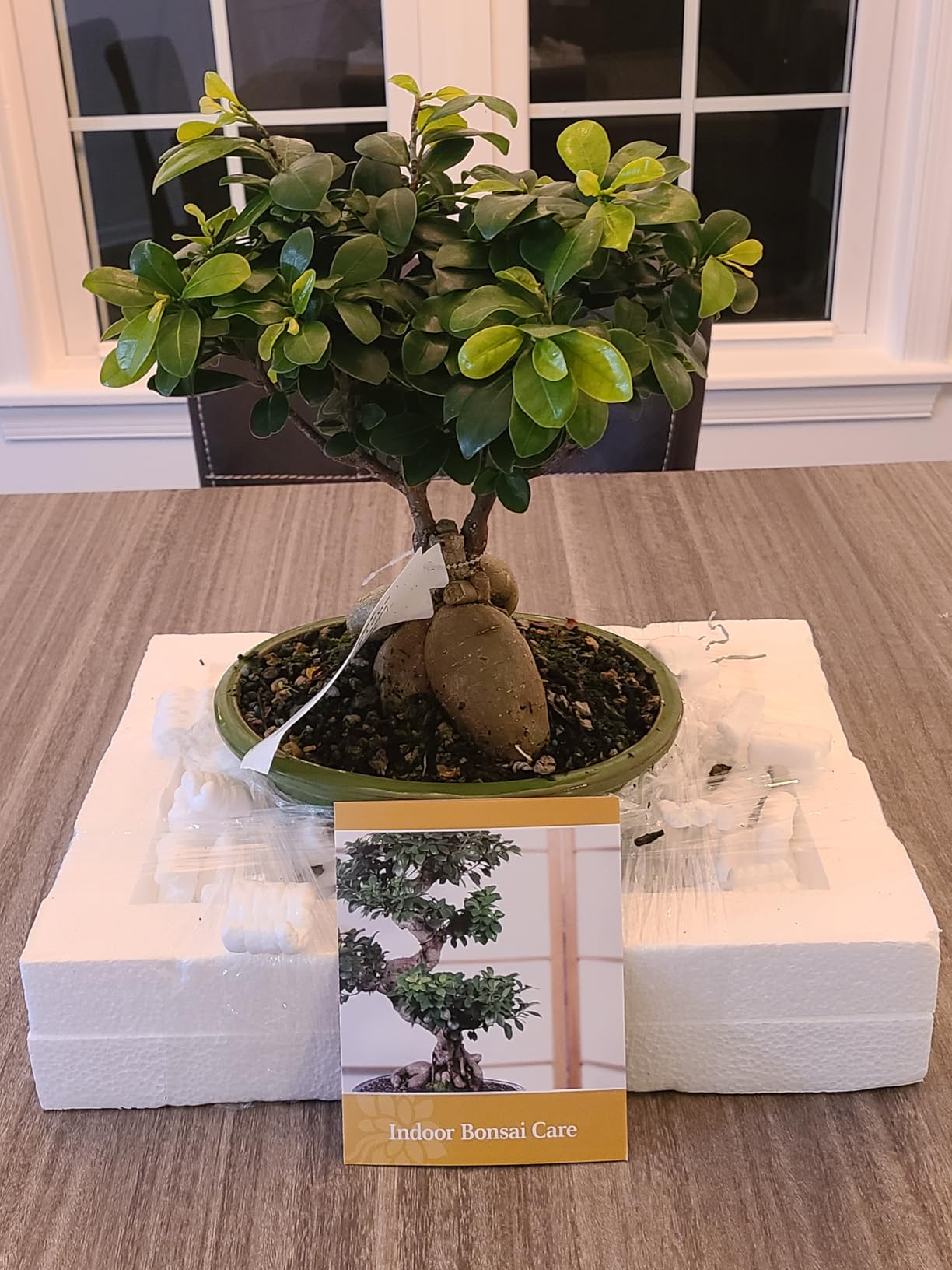 Brussel's Bonsai Live Ginseng Grafted Ficus Indoor Bonsai Tree - Medium, 6 Year, 8 to 12 In - Live Bonsai Tree in Ceramic Bonsai Pot and Humidity Tray customer photo 1