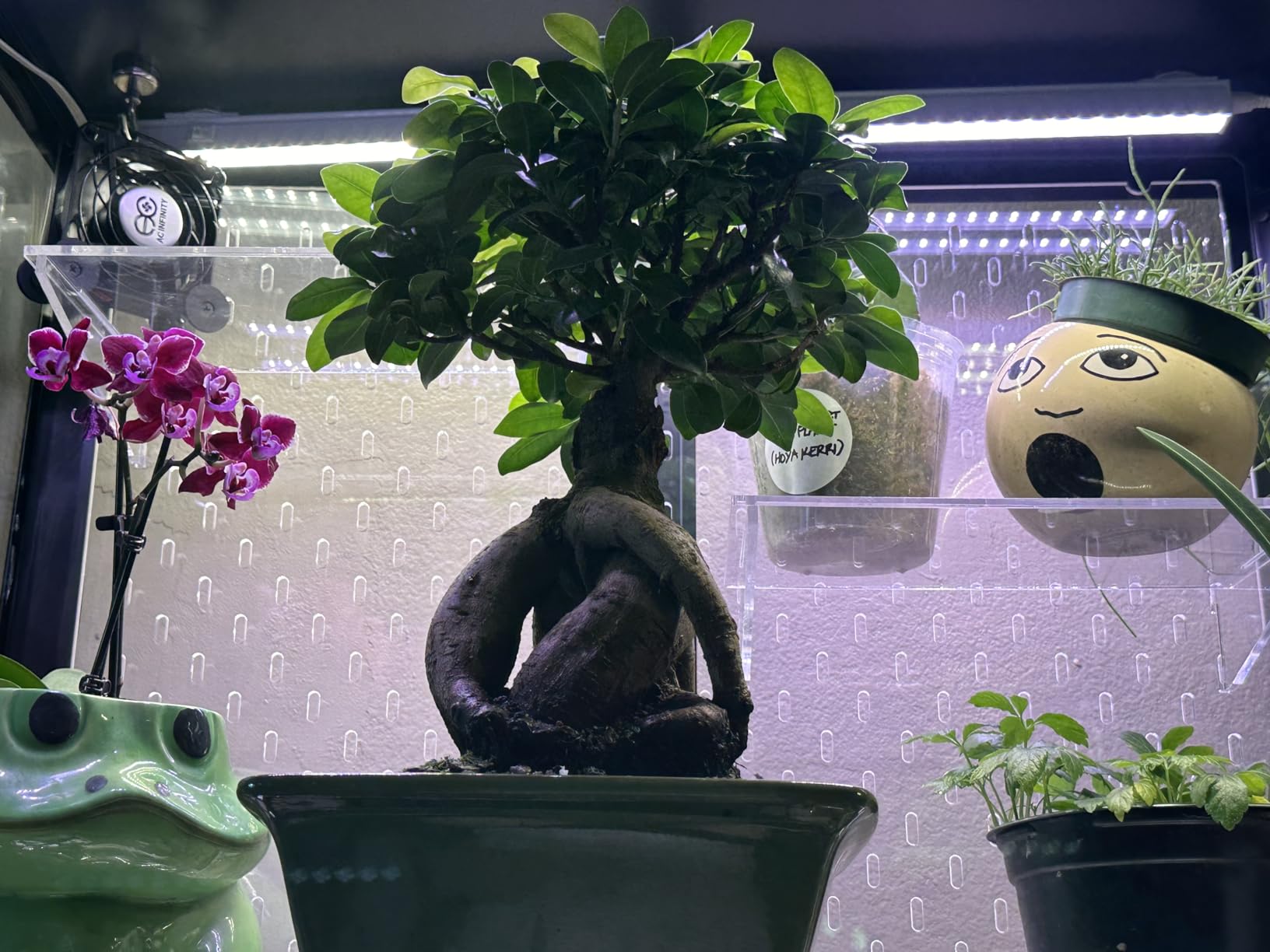 Brussel's Bonsai Live Ginseng Grafted Ficus Indoor Bonsai Tree - Medium, 6 Year, 8 to 12 In - Live Bonsai Tree in Ceramic Bonsai Pot and Humidity Tray customer photo 2