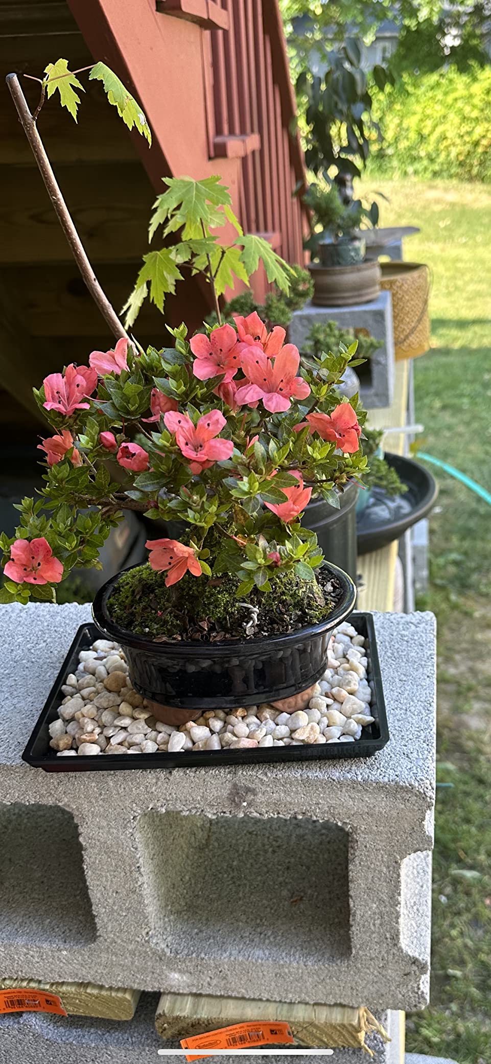 Brussel's Bonsai - Live Kazan Azalea Bonsai Tree with Ceramic Pot and Humidity Tray, 5 Years Old, 6-8 Inches Tall, Outdoor Flowering Bonsai Tree Live Plant customer photo 1