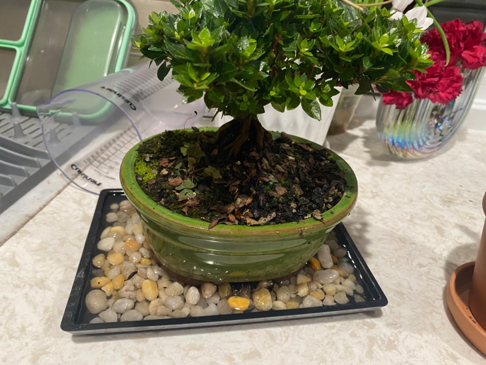 Brussel's Bonsai - Live Kazan Azalea Bonsai Tree with Ceramic Pot and Humidity Tray, 5 Years Old, 6-8 Inches Tall, Outdoor Flowering Bonsai Tree Live Plant customer photo 2
