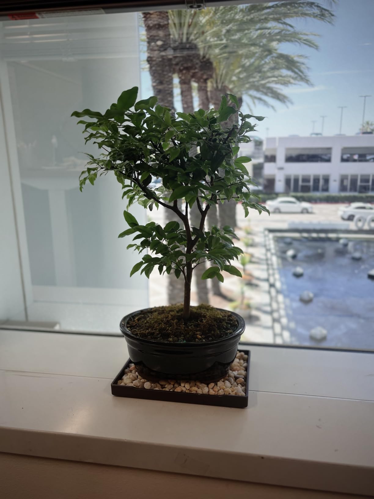 Brussel's Live Jaboticaba Indoor Bonsai Tree - 6 Years Old; 10