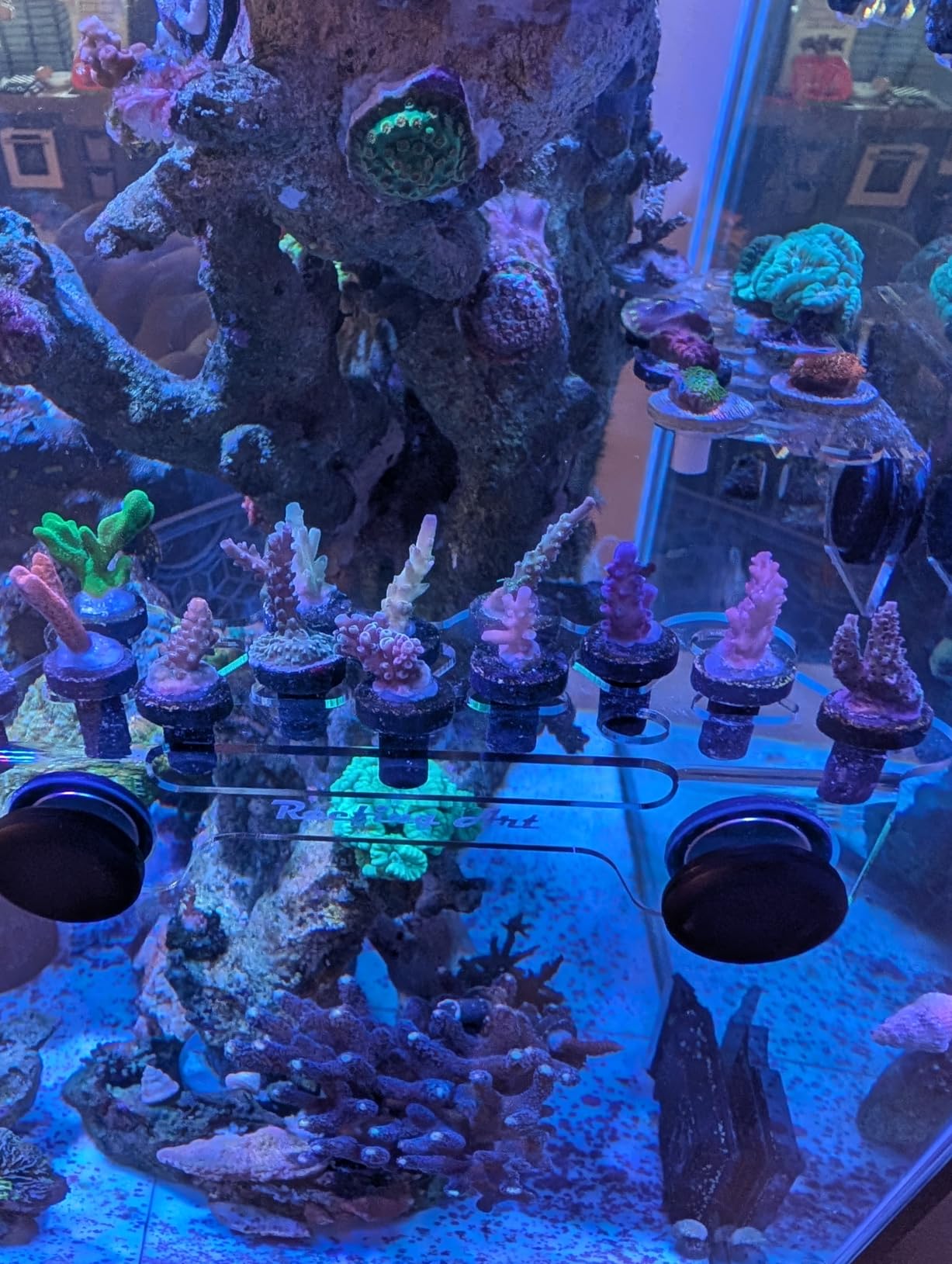 Magnetic Coral Frag Rack Strongest N52 Magnets Holds Up to 41 Plugs (Medium Max) customer photo 1