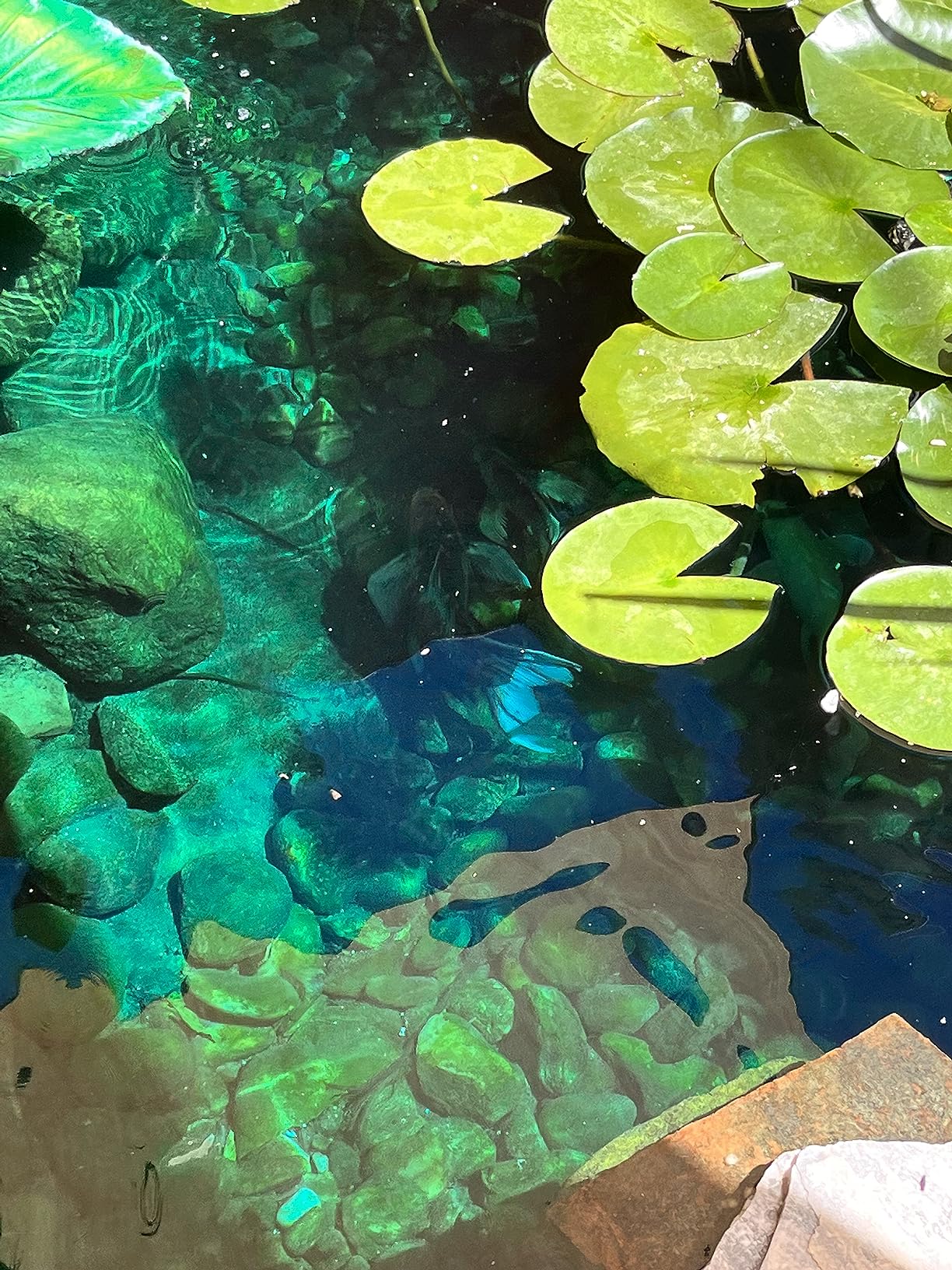 The Pond Guy AllClear G2 Bio Pressure Filter & Ultraviolet Light Clarifier with Backflush System, Pressurized External UVC Biological & Mechanical Filtration, Koi Fish Water Garden, All Clear 3500 customer photo 2