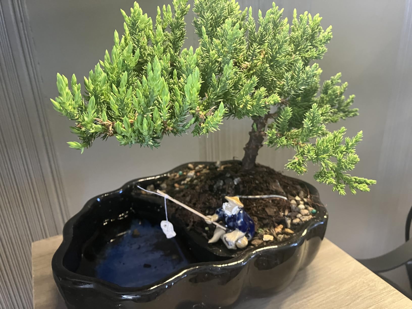Brussel's Bonsai - Live Green Mound Juniper Bonsai Tree in Zen Reflections Pot, Outdoor Bonsai Tree Live Plant, 3 Years Old, 6-8 Inches Tall customer photo 1