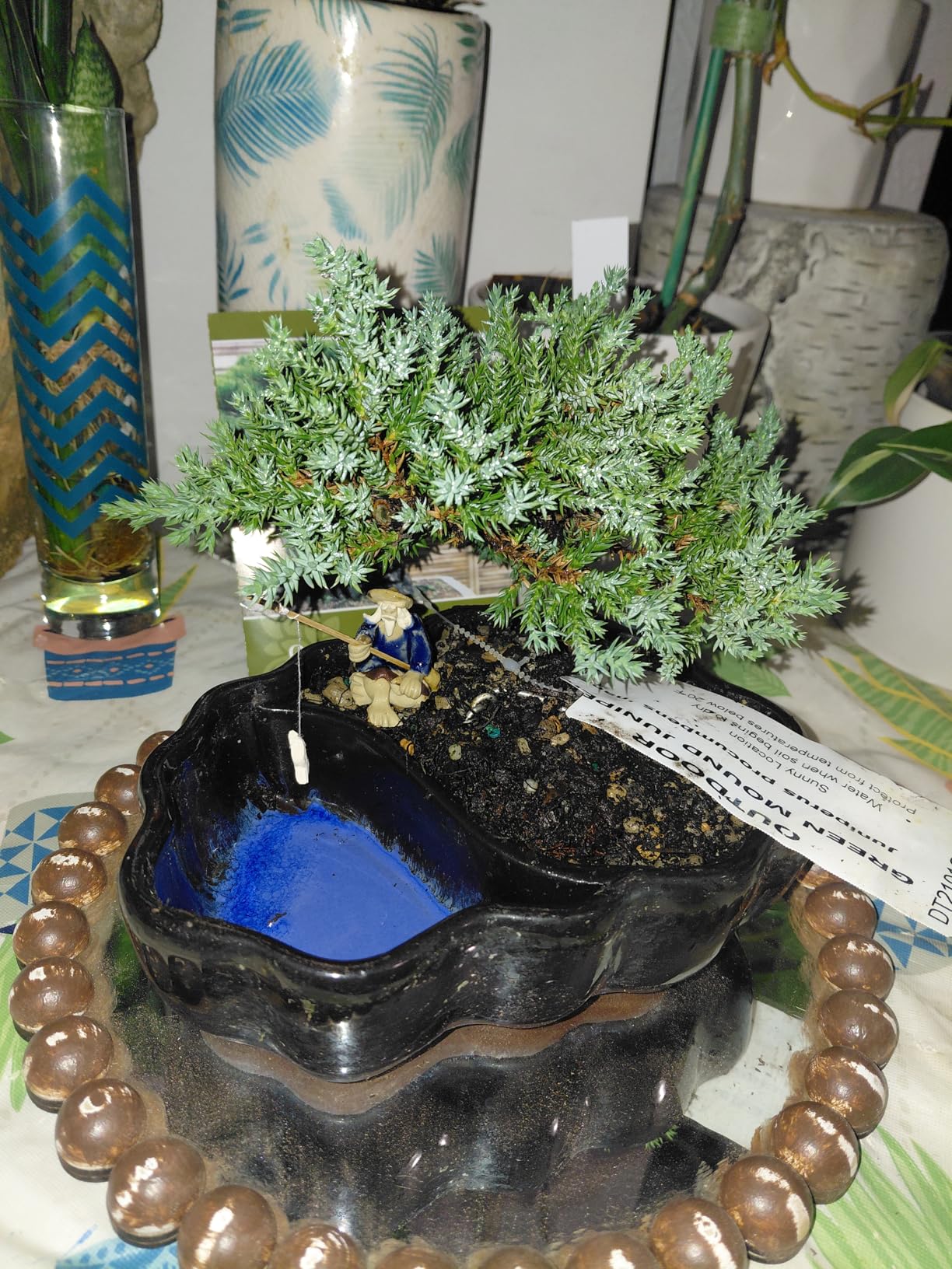 Brussel's Bonsai - Live Green Mound Juniper Bonsai Tree in Zen Reflections Pot, Outdoor Bonsai Tree Live Plant, 3 Years Old, 6-8 Inches Tall customer photo 2