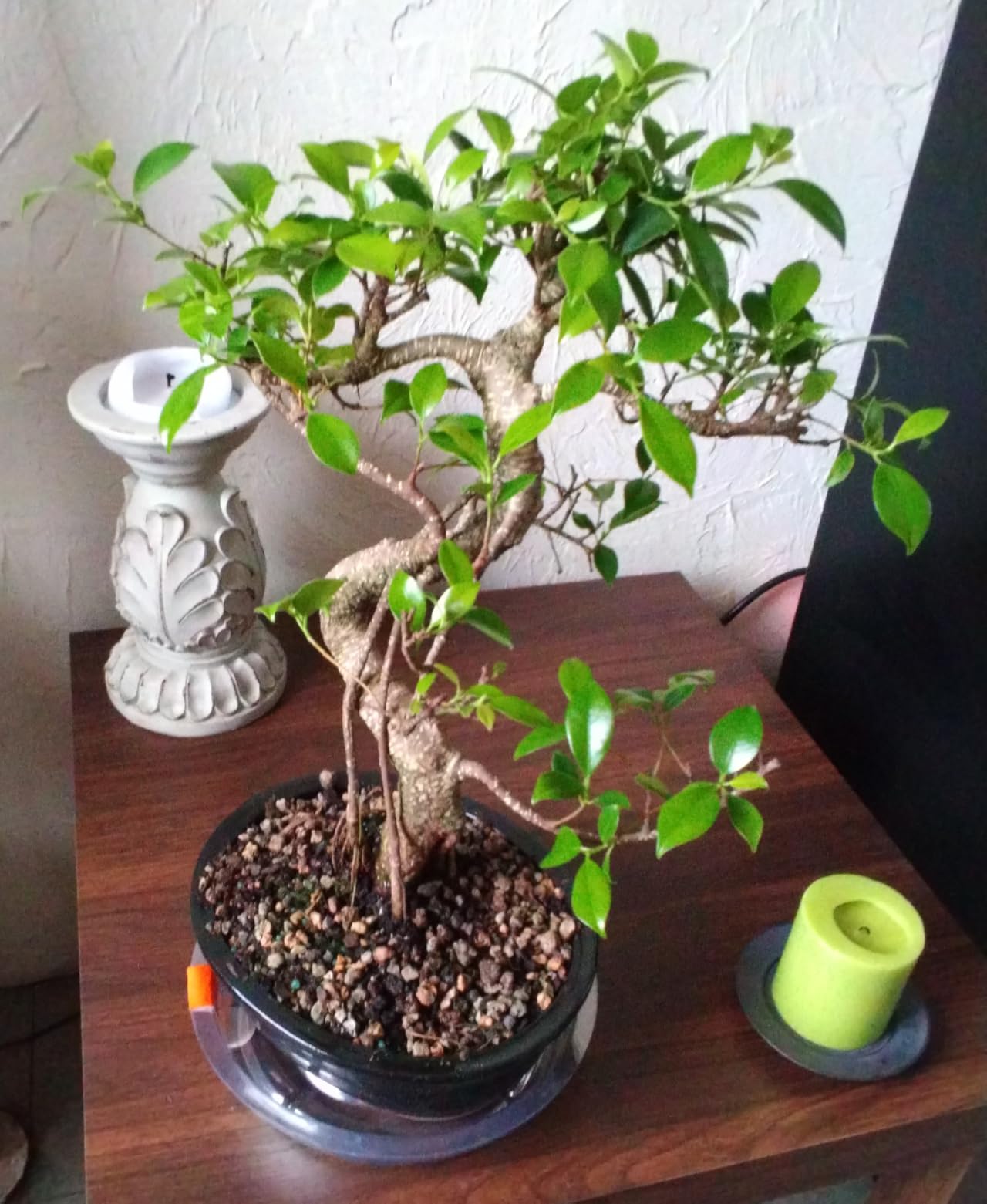Brussel's Bonsai - Live Golden Gate Ficus Bonsai Tree in Ceramic Bonsai Pot, Indoor Bonsai Plant, 7 Years Old, 8-16 Inches Tall, Easy Care Houseplant for Home or Office (Medium, Green) customer photo 1