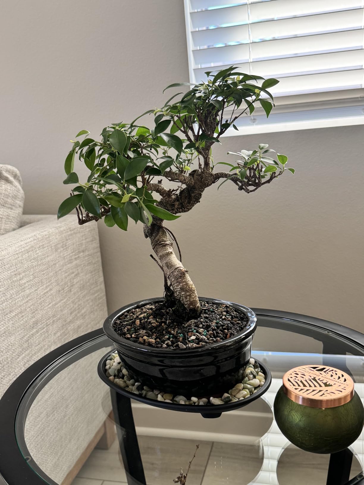Brussel's Bonsai - Live Golden Gate Ficus Bonsai Tree in Ceramic Bonsai Pot, Indoor Bonsai Plant, 7 Years Old, 8-16 Inches Tall, Easy Care Houseplant for Home or Office (Medium, Green) customer photo 2