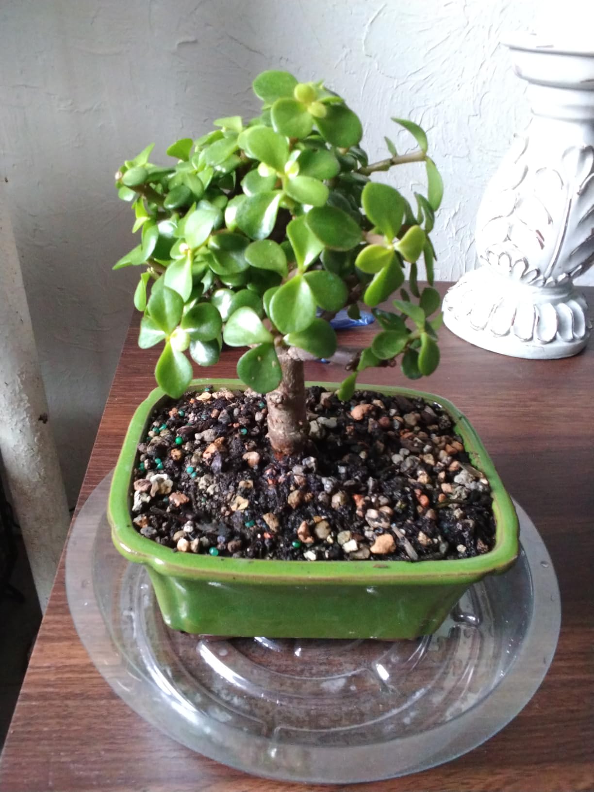Brussel's Bonsai - Live Dwarf Jade Bonsai Tree in a Ceramic Bonsai Pot, Indoor Succulent Houseplant, 3 Years Old, 5-8 Inches Tall, Easy Care Plant for Home or Office (Small, Green) customer photo 1