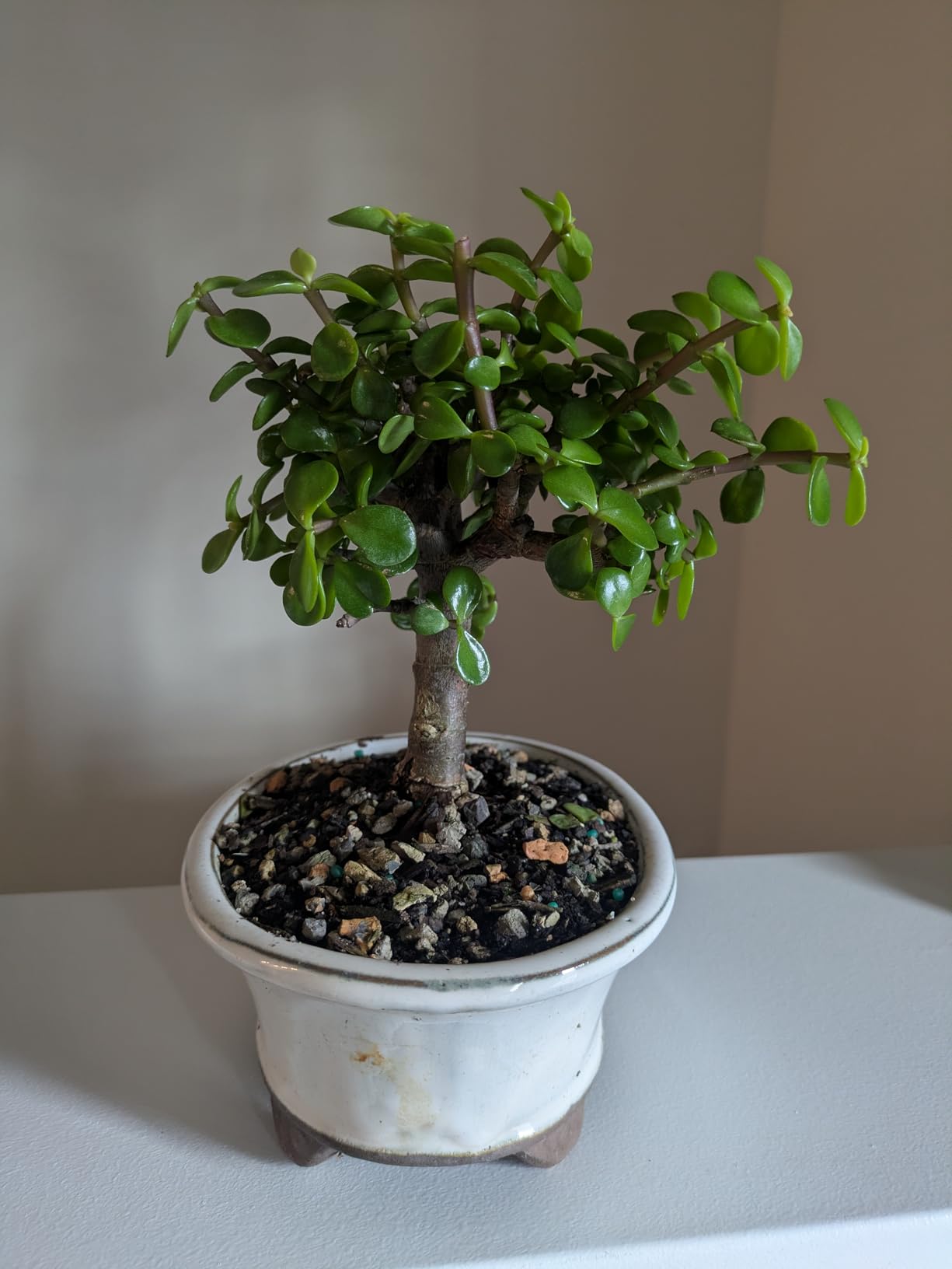 Brussel's Bonsai - Live Dwarf Jade Bonsai Tree in a Ceramic Bonsai Pot, Indoor Succulent Houseplant, 3 Years Old, 5-8 Inches Tall, Easy Care Plant for Home or Office (Small, Green) customer photo 2