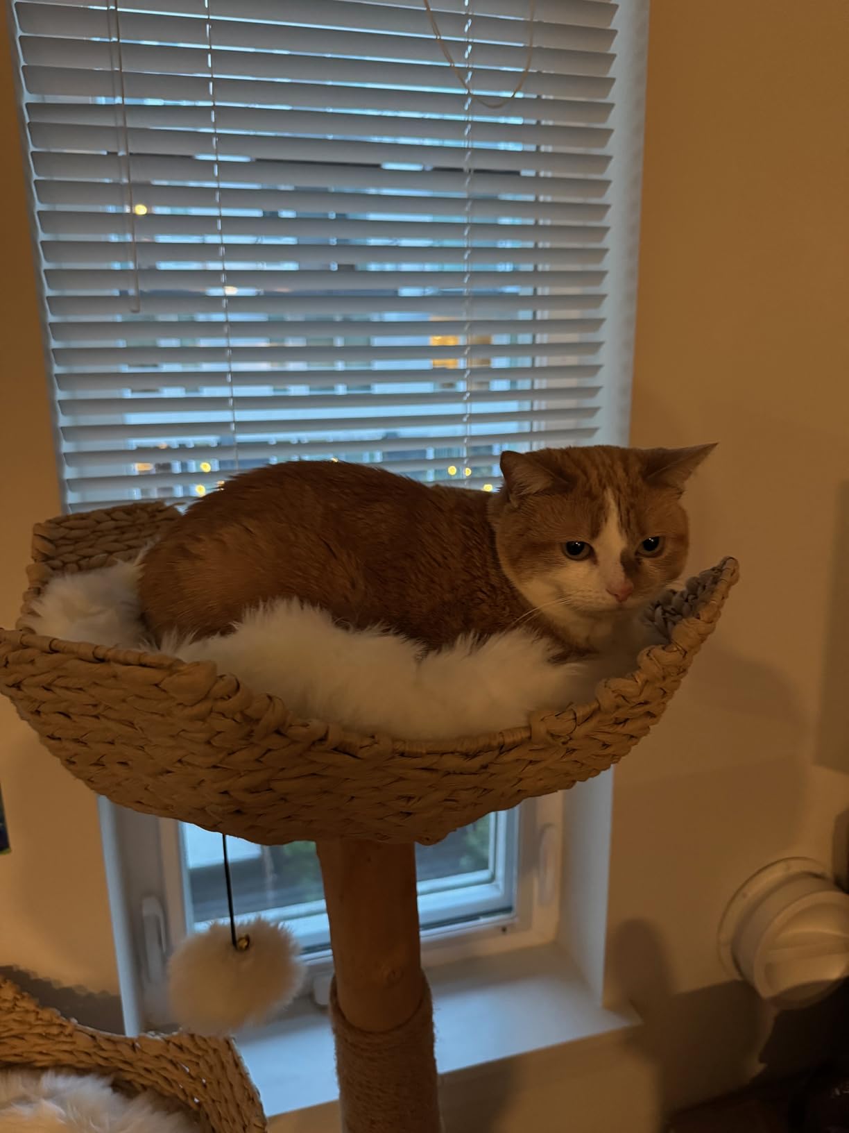 Modern Cat Tree Tower, Real Branch luxury Cat Condo, Wood Cat Tower, Cat Scratching Tree, Cat Condo, Cat Lover Gift, Luxury Cat, Cat Gifts by Mau Lifestyle customer photo 2