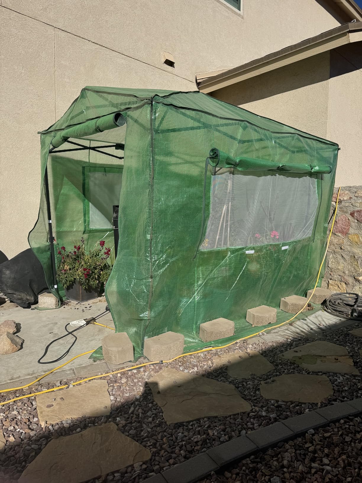 EAGLE PEAK 8x6 Portable Walk in Greenhouse, Pop Up Indoor Outdoor Greenhouse, Green House Kit with Zippered Roll-Up Doors and Windows, PE Cover, Clear/Green customer photo 1
