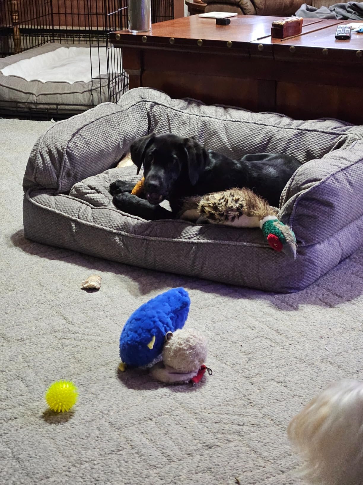 Orvis Comfortfill-Eco Couch Dog Bed, Double-Stacked Bolster Security, Plush Cushion Won't Clump, Quilted Velvety Cover, Heathered Khaki - Large customer photo 1
