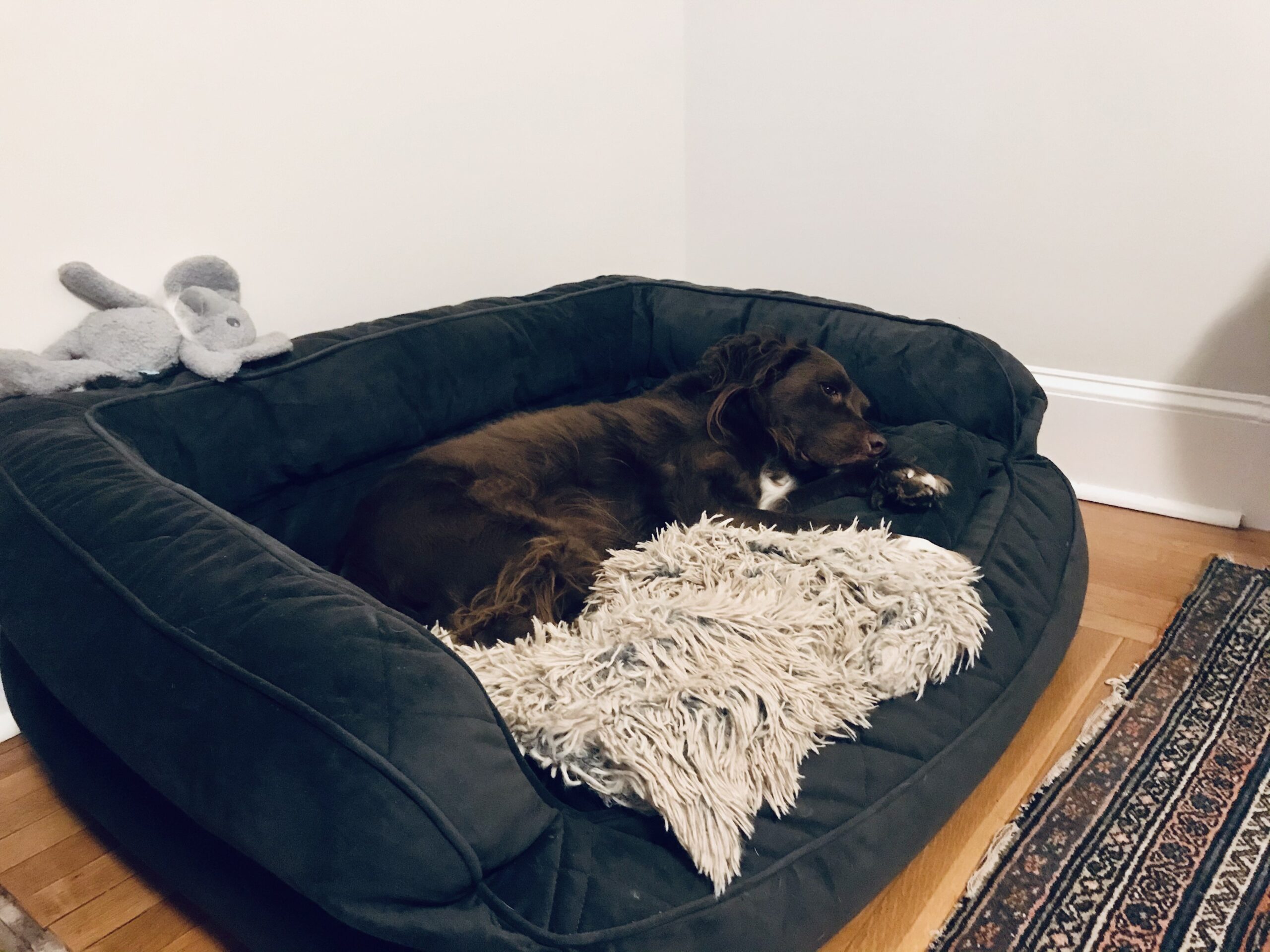 Orvis Comfortfill-Eco Couch Dog Bed, Double-Stacked Bolster Security, Plush Cushion Won't Clump, Quilted Velvety Cover, Heathered Khaki - Large customer photo 2