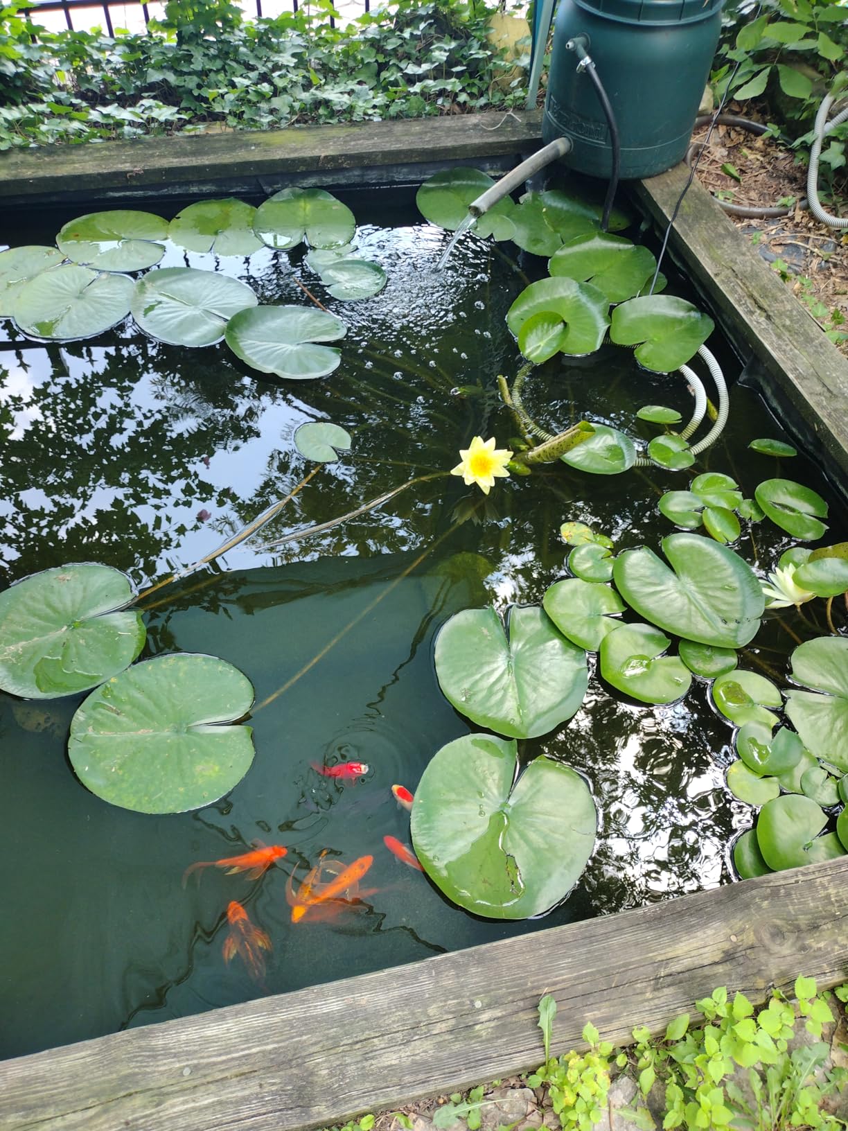 Knifel Submersible Pump 880GPH (3500L/H 60W) Ultra Quiet with Over Heating Protection 10.2ft High Lift for Fountains, Hydroponics, Ponds, Aquariums & More... customer photo 1