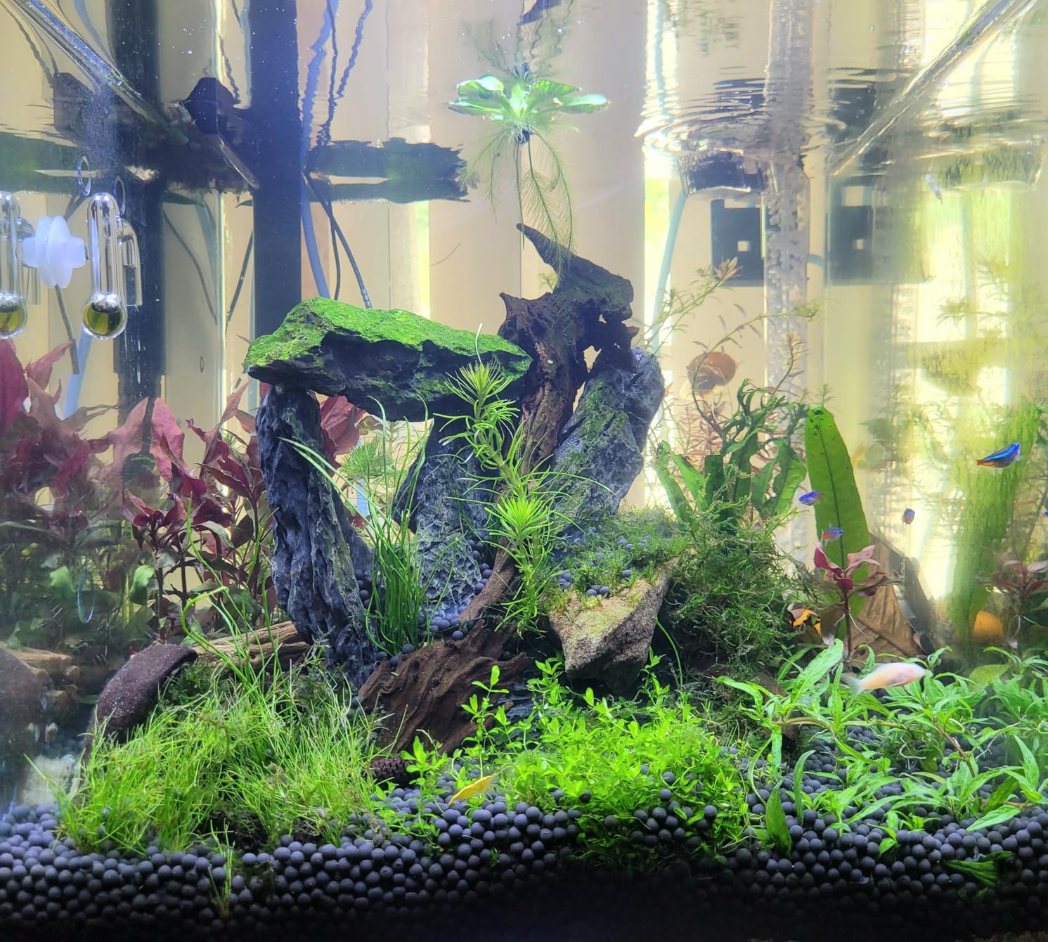 WDEFUN Natural Driftwood for Aquarium Decor, 2-Piece 10''-14'' Large Driftwood for Decorations on Fish Tank, Reptiles Bearded Dragon Accessories or Air Plants customer photo 1