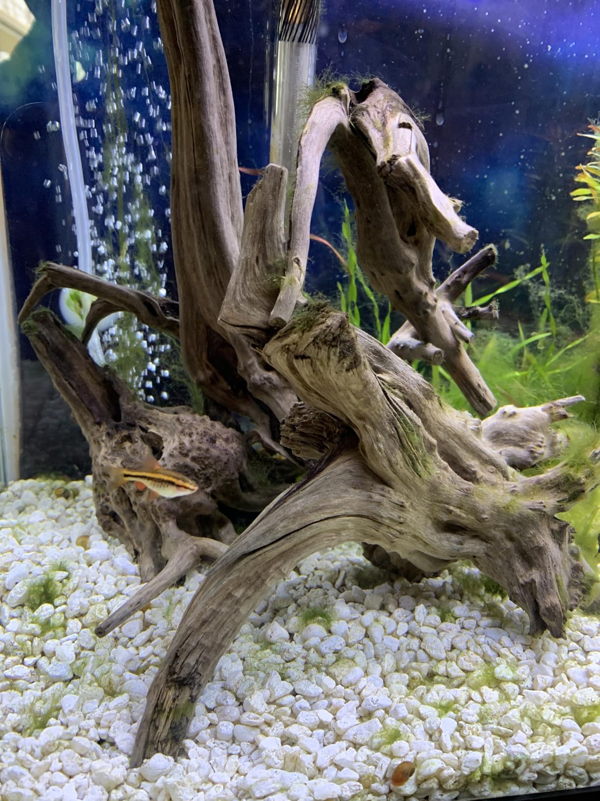 WDEFUN Natural Driftwood for Aquarium Decor, 2-Piece 10''-14'' Large Driftwood for Decorations on Fish Tank, Reptiles Bearded Dragon Accessories or Air Plants customer photo 2