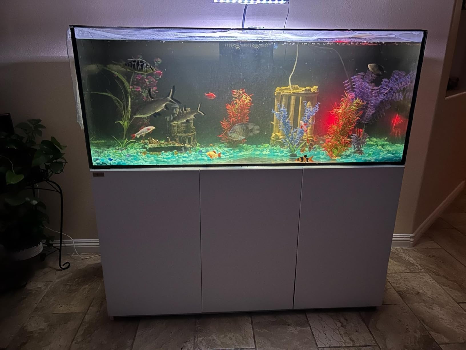 175 Gallon Glass Aquarium with Aluminum Cabinet - Including Sump for Filtration and Circulation, Plumbing, LED, White with Gold Trim customer photo 1