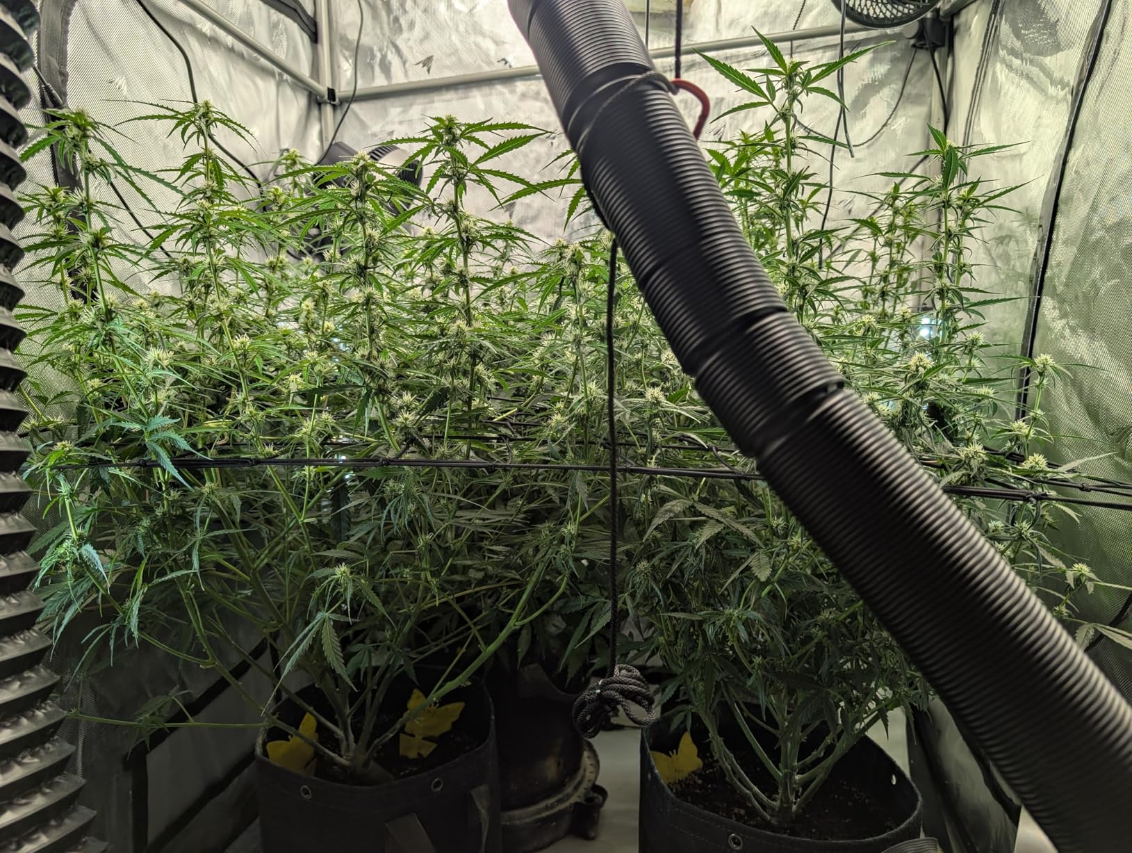 AC Infinity CLOUDLAB 811 Advance Grow Tent 10x10, Thickest 1